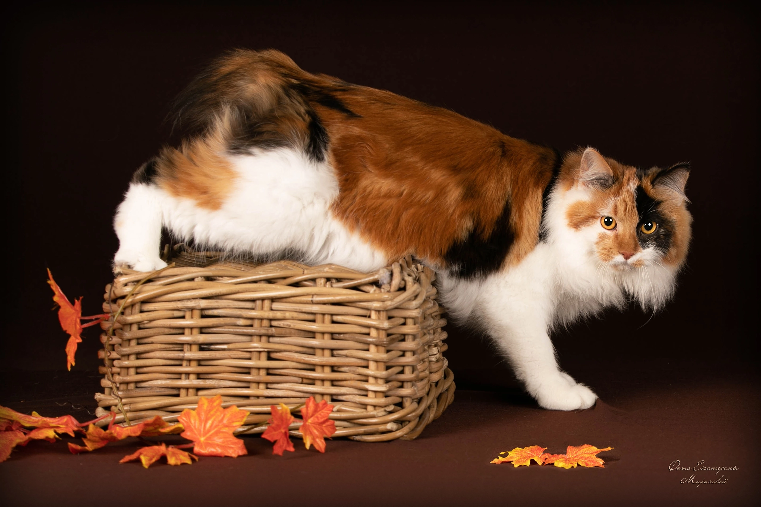 Fortuna iz Doma Solntsa