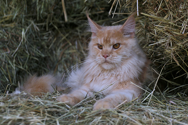 SALUT BENEDICTUS CATTUS
