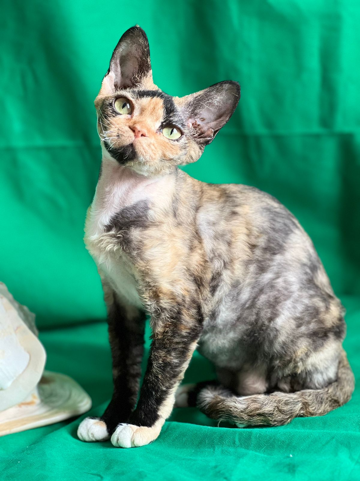 CH. QUILLA VARVARIUS