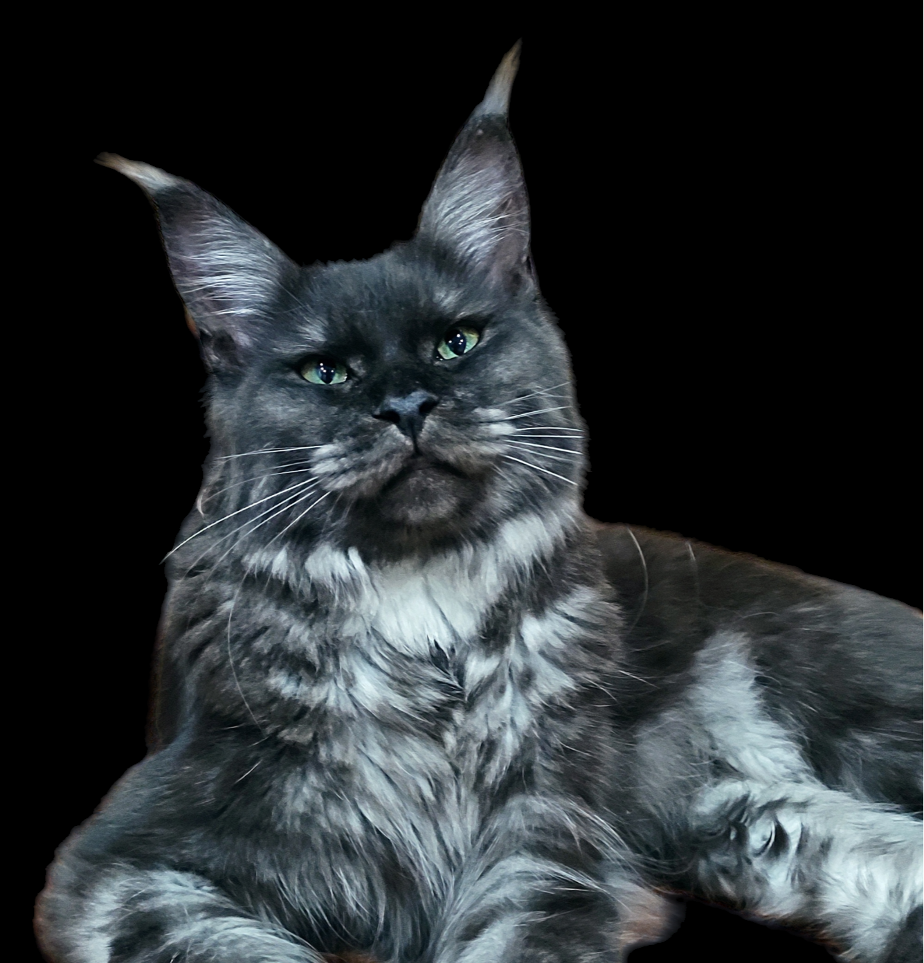 CH. Destiny von Rammyhaus