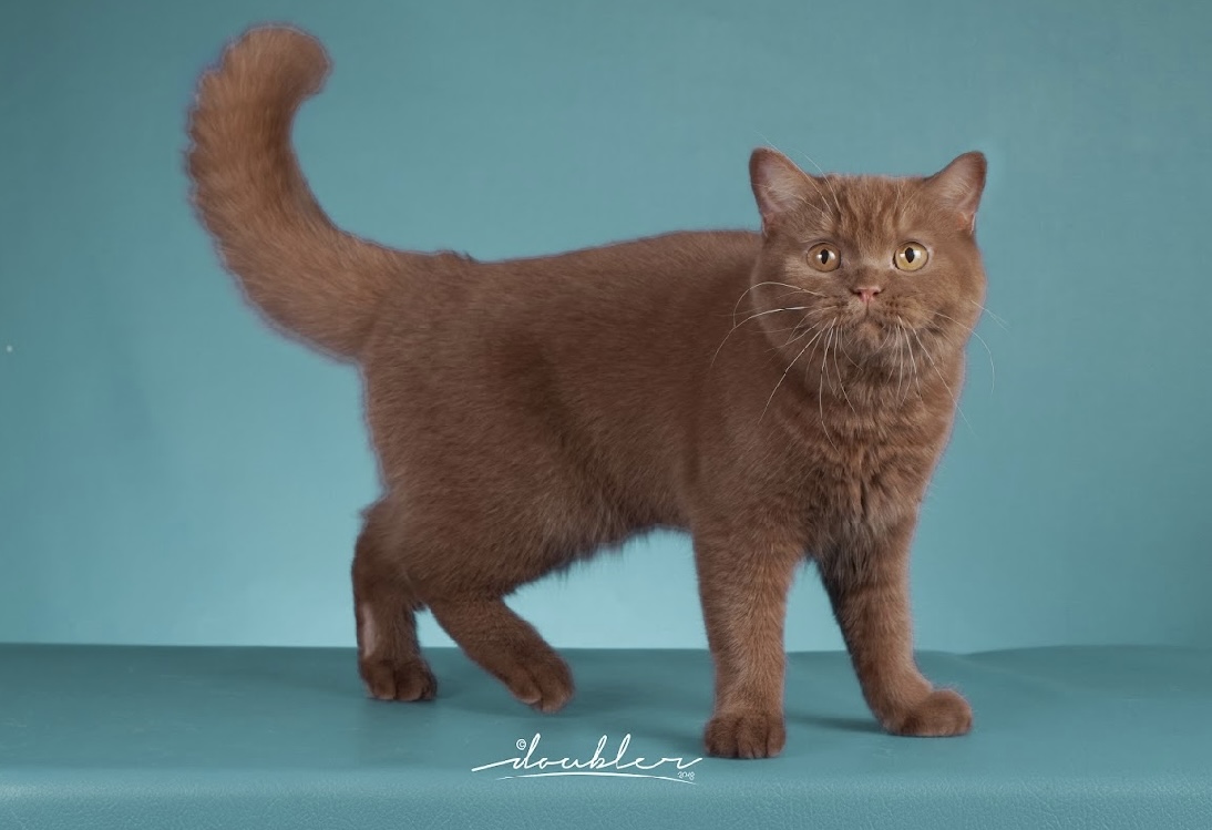 Gentle Harmony Mocca