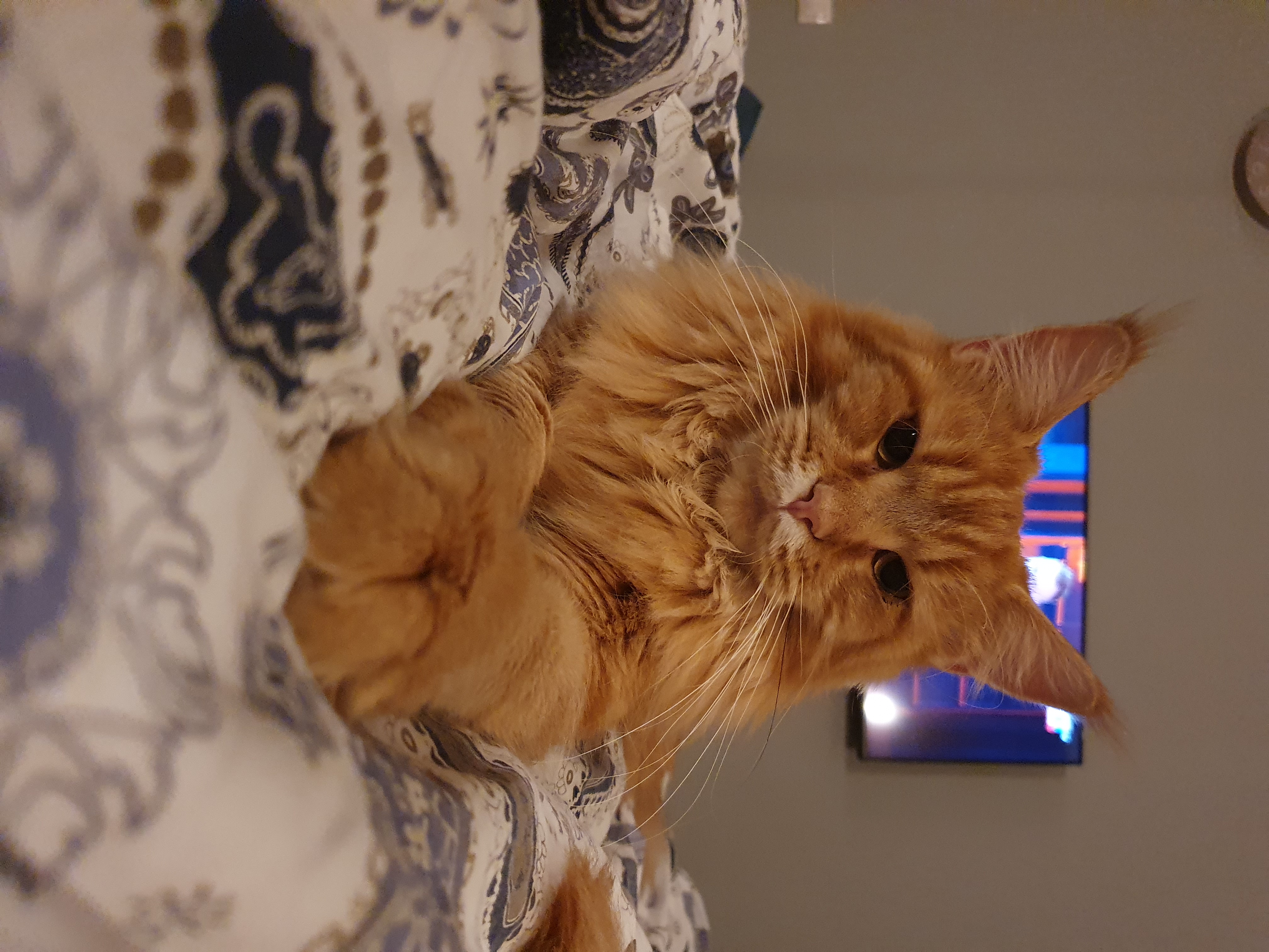 Vladmira Bentley de lacoste