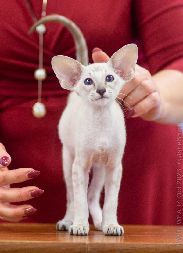 KCH. Siaorifly Yakut