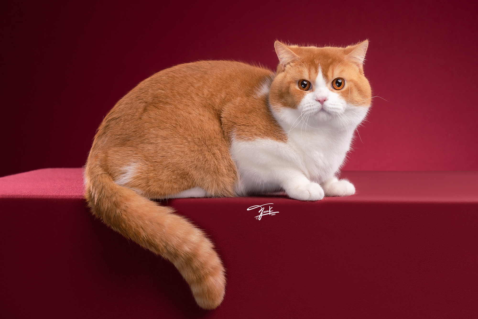 CH. Your Majesty Patrice