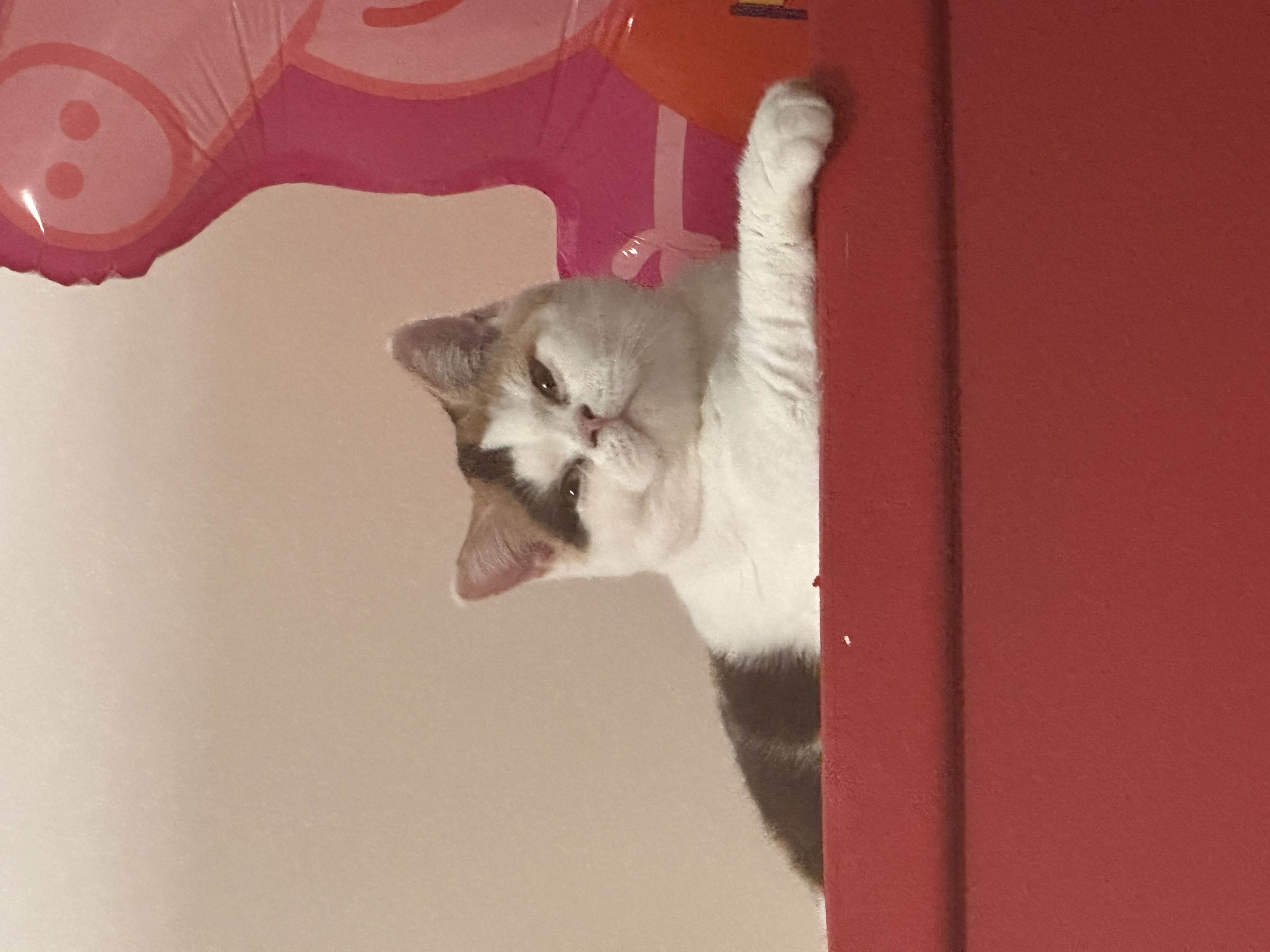 JCH. Enif Fine Kiat-kiat