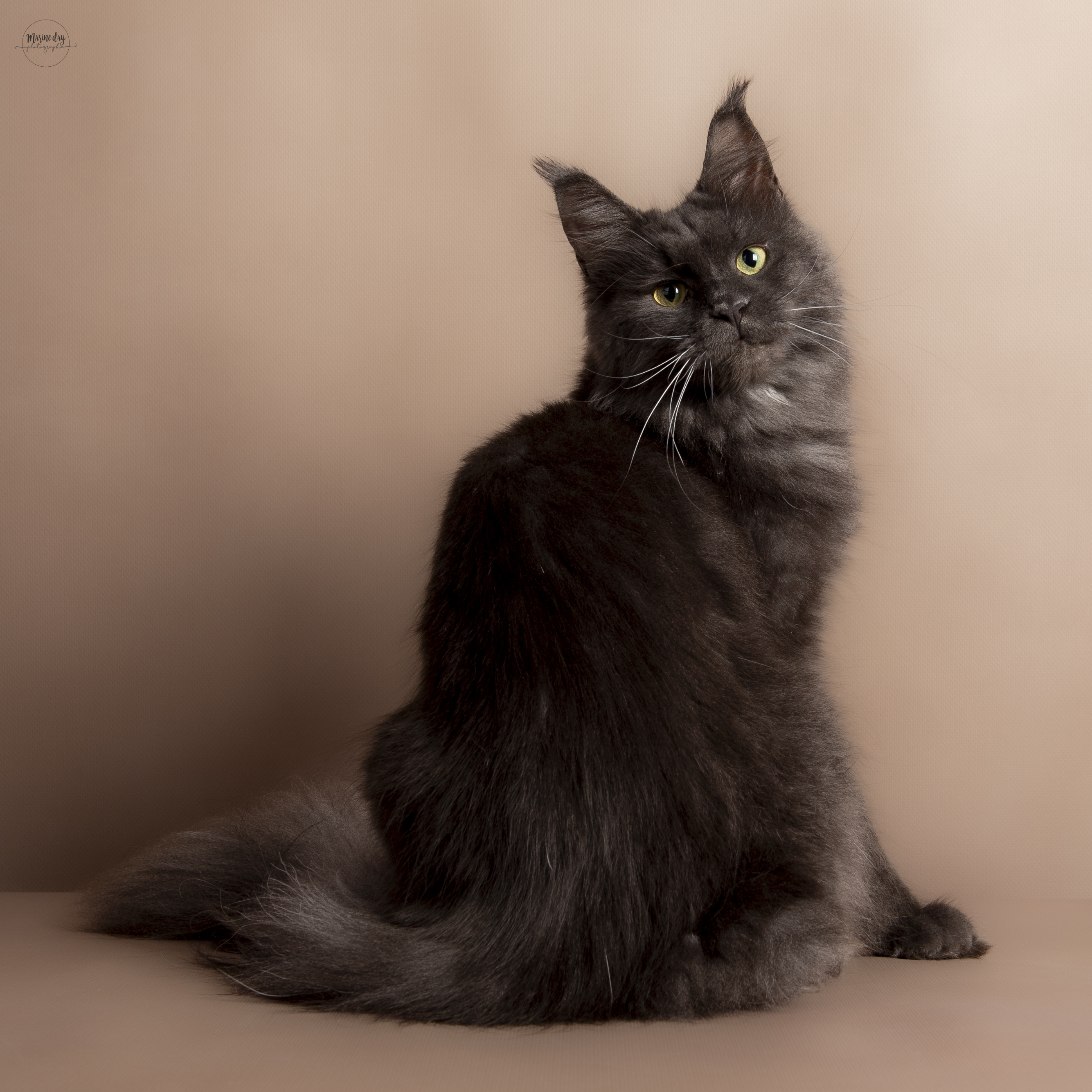 ICH. Tornade le cocoons des étangs