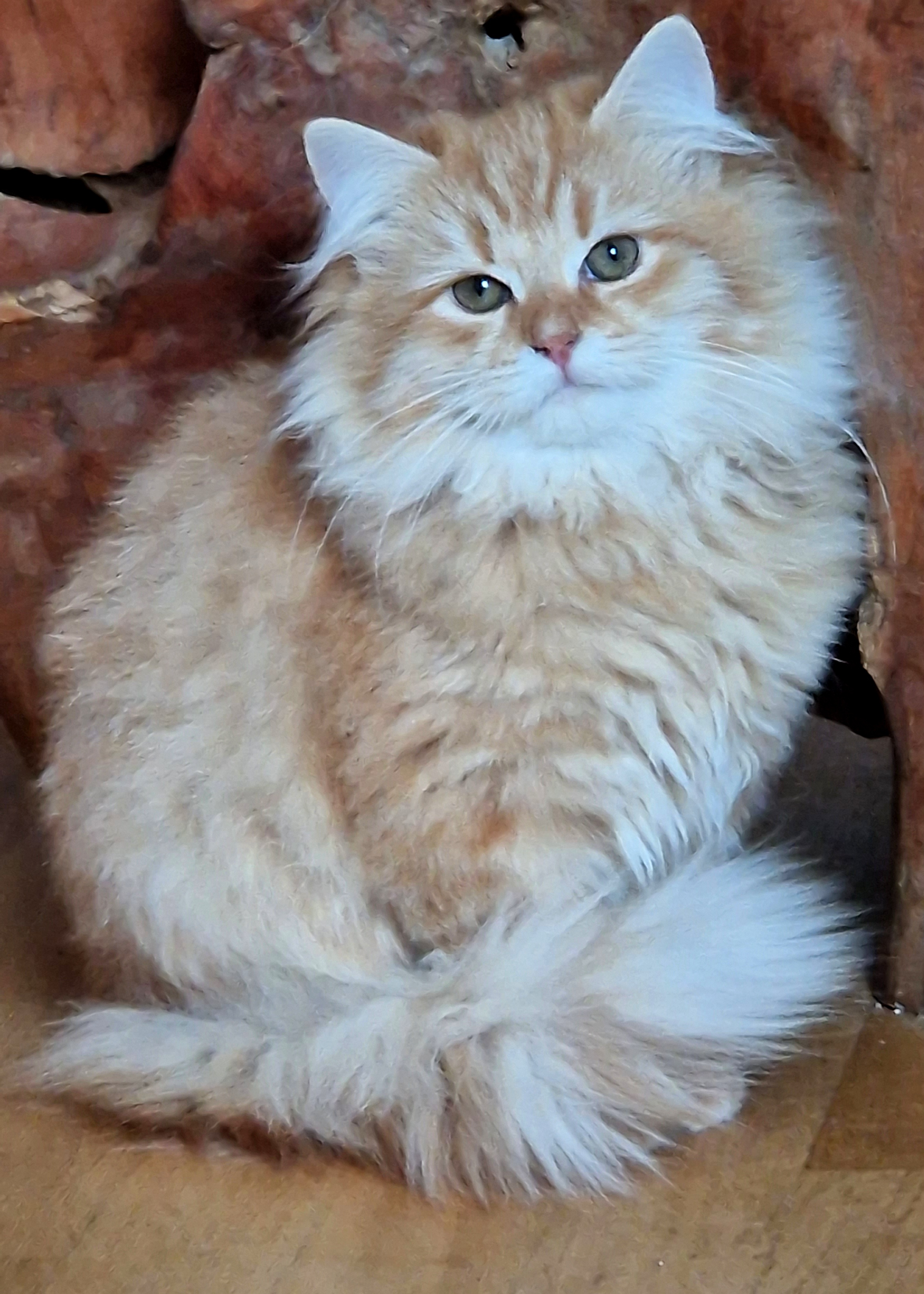 JCH. Ernest Coccola Siberiana