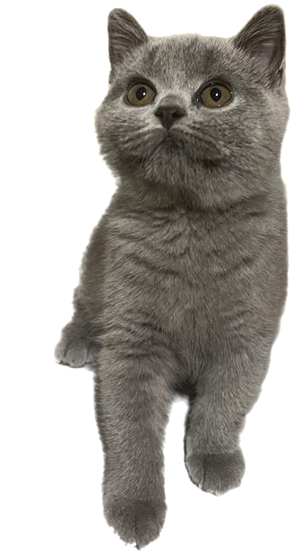 KCH. Felice INFINITI GREEN