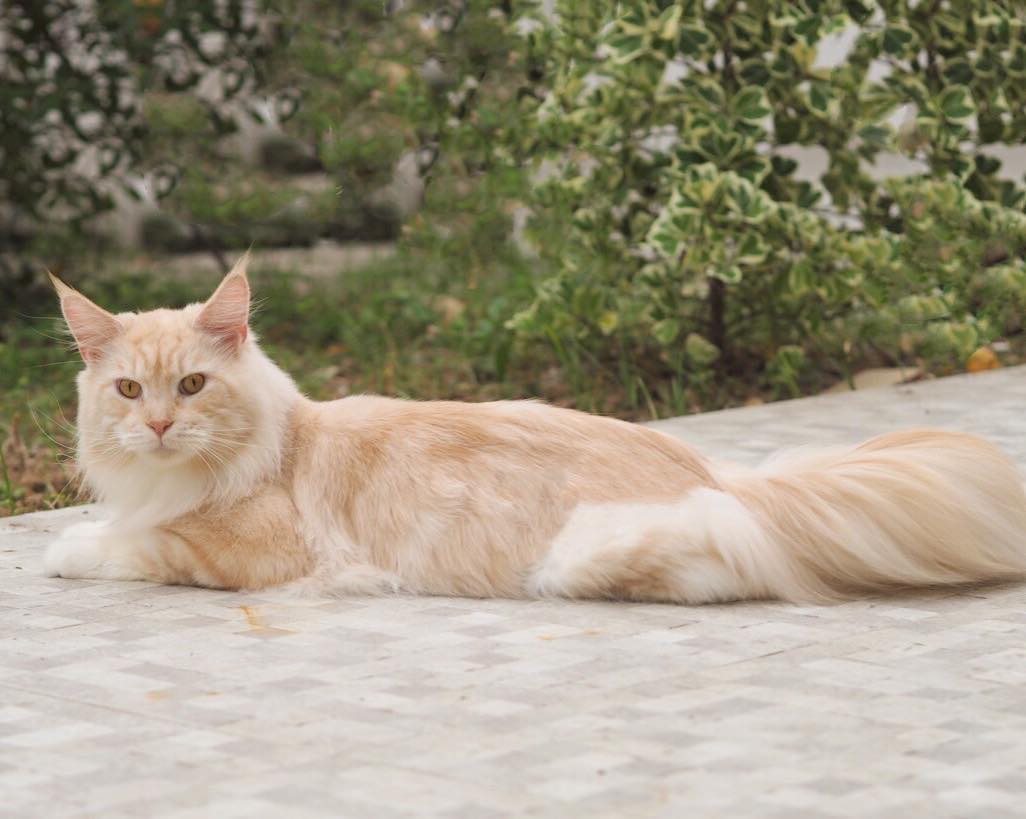 TIGERCOONCAT CARAMEL