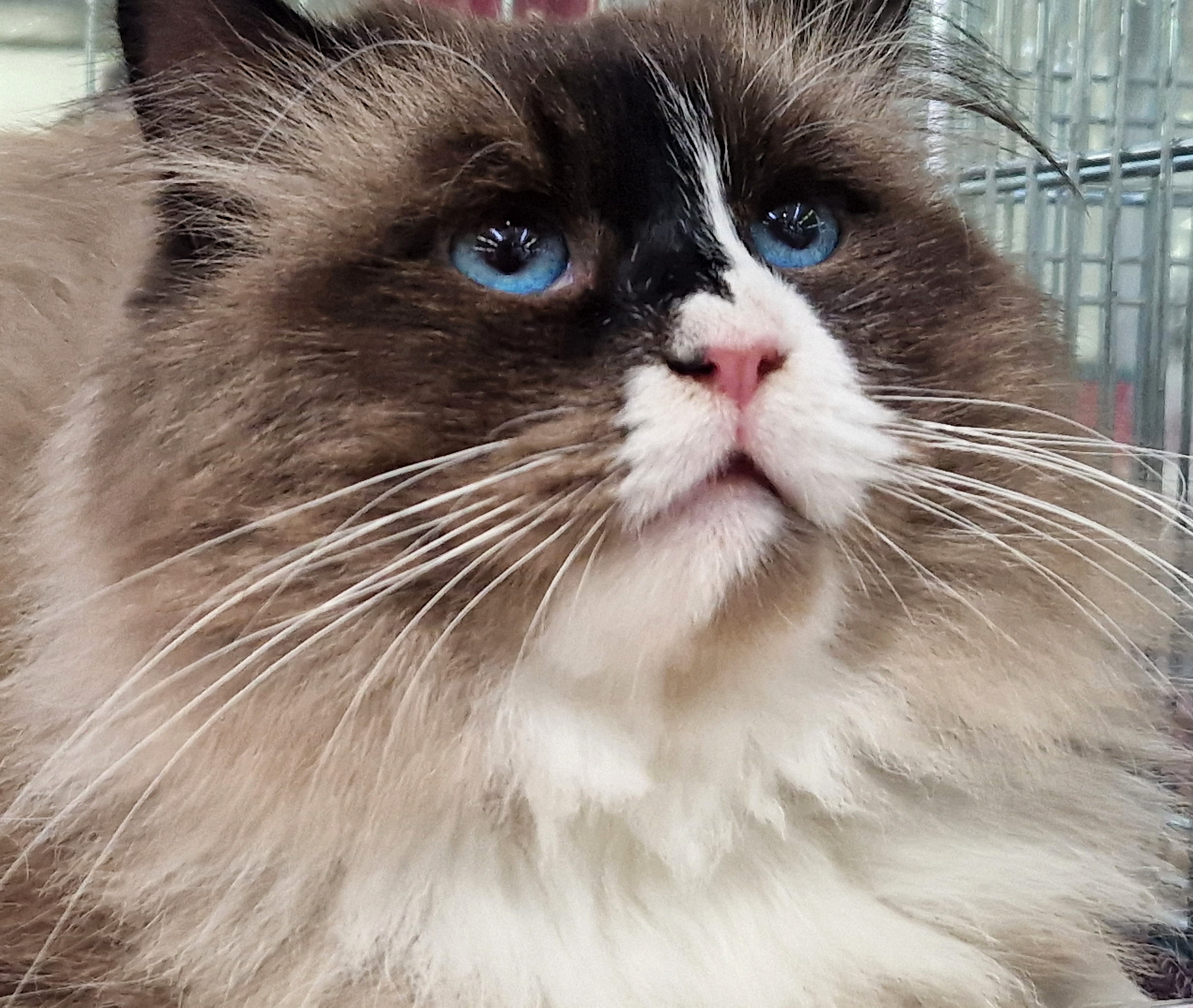 CH.Tzentavr Nevskiy Modern Coccole & Fusa