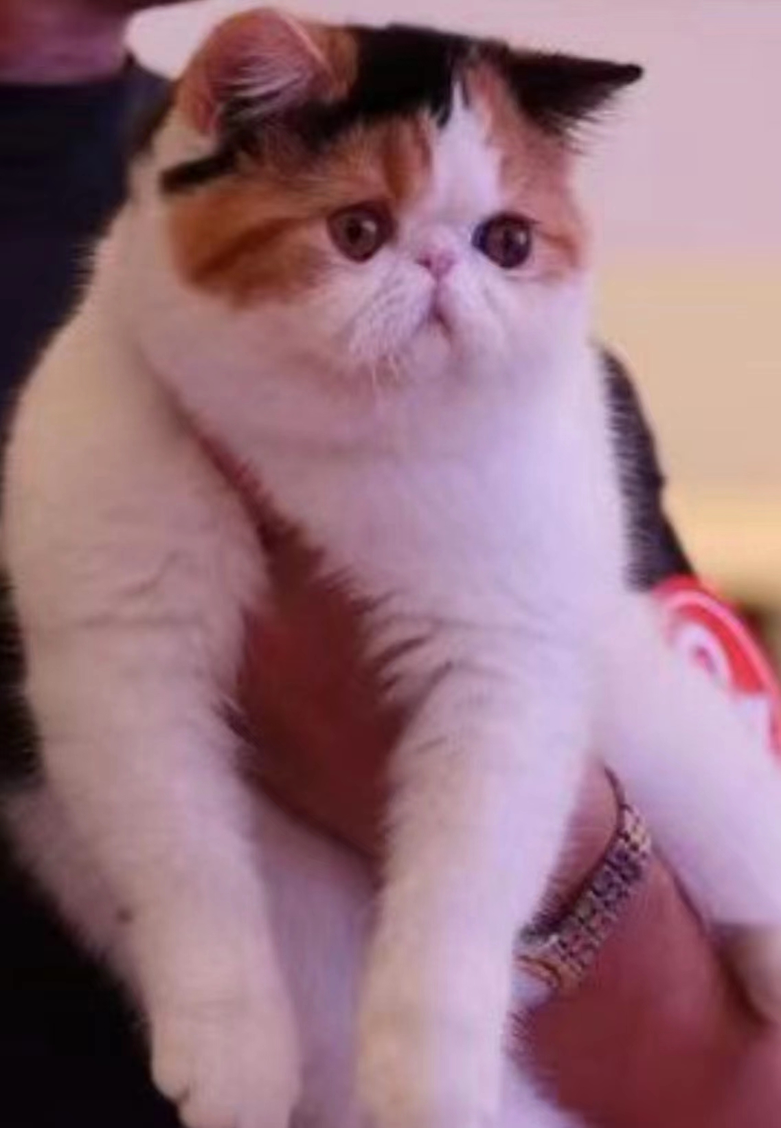 COCO