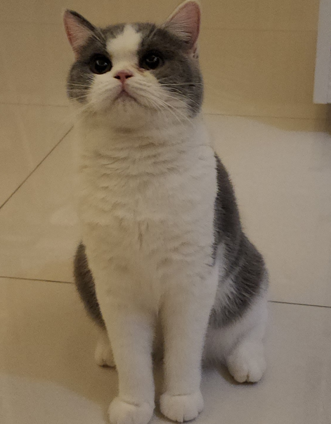 Little Maharani Queen