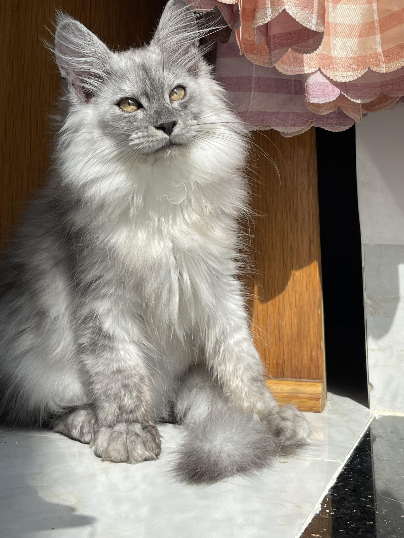 Unicorn Ha Trinh's B-Chao