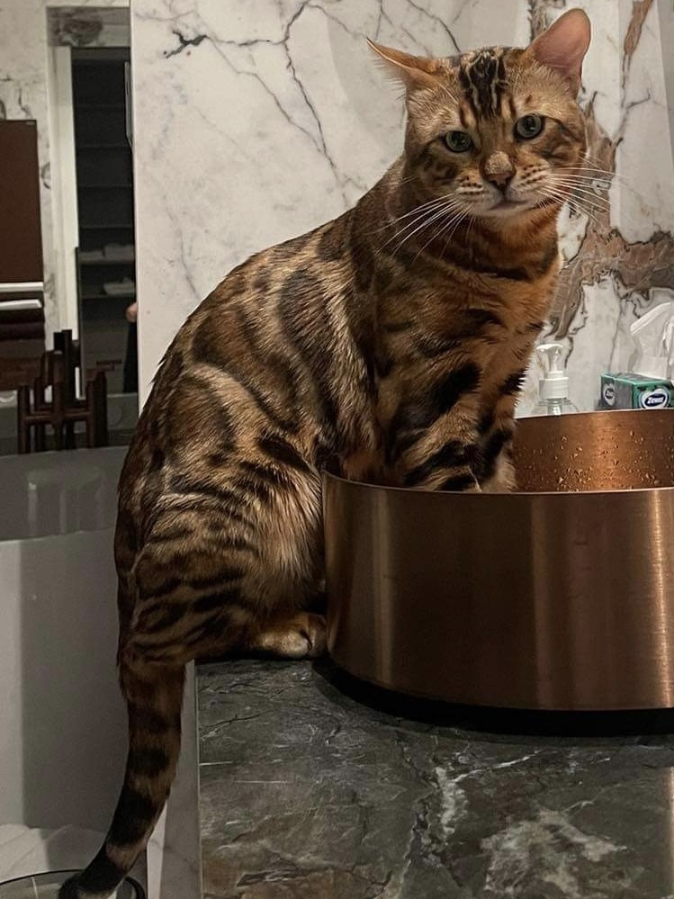 CH. Fenestra Gold Bengal N*Edward*HU