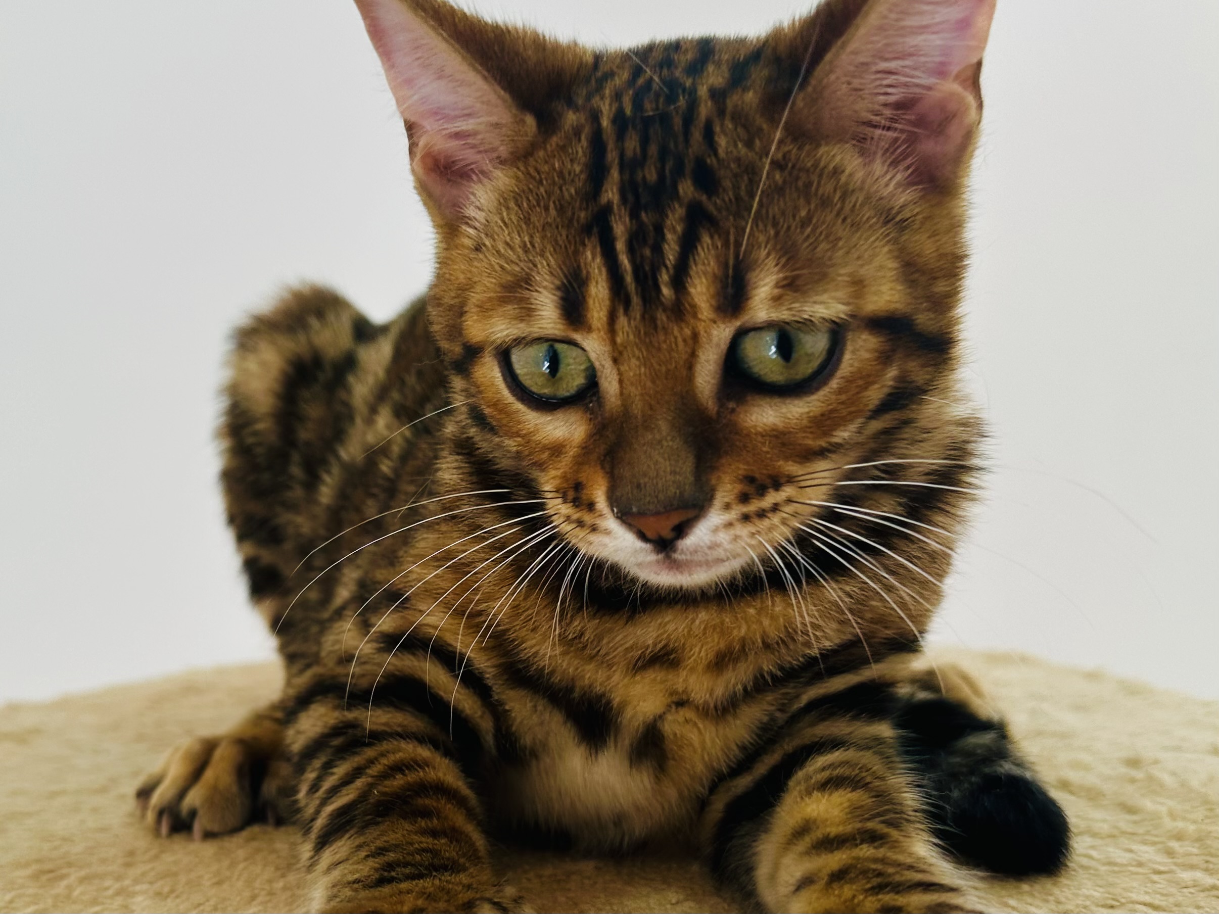 Fenestra Gold Bengal Jasmin