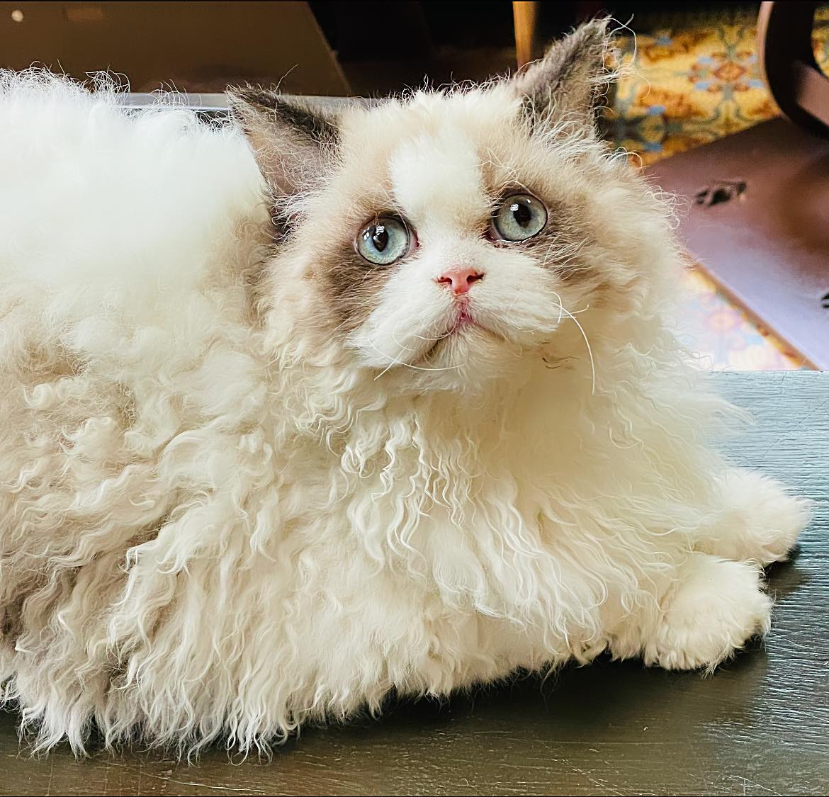 CH. Upscale Adèle Fendi du Mont Royal