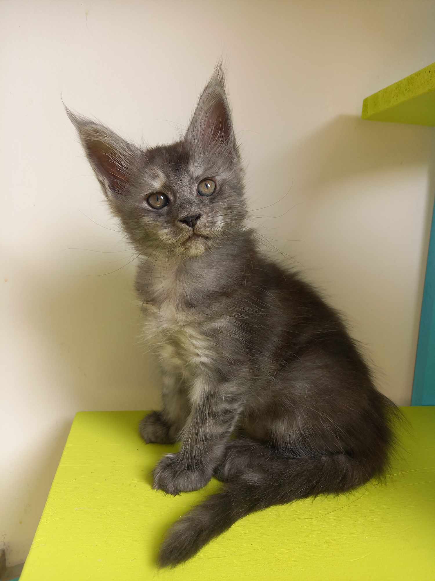 Utopie des Lynx du Nord