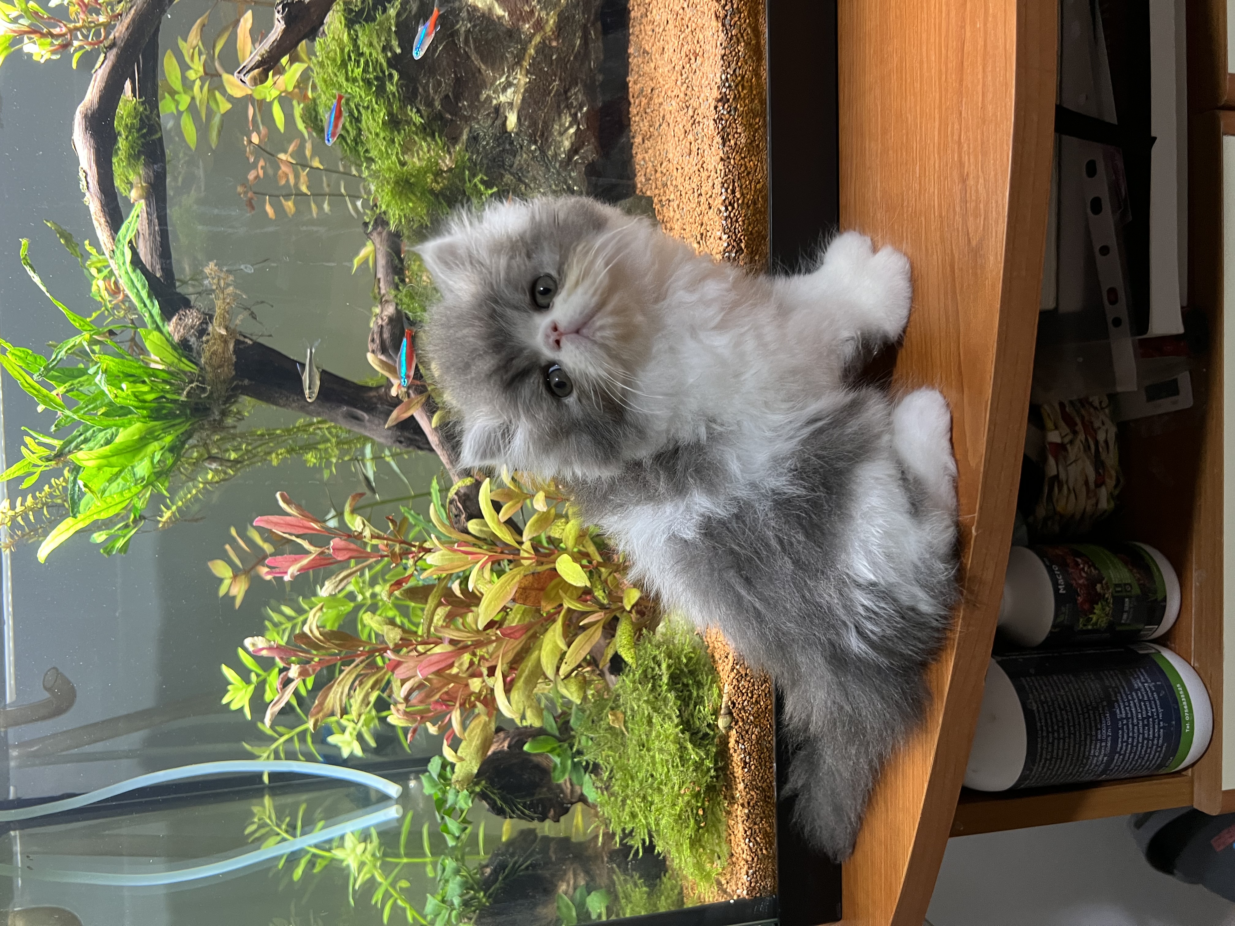 JCH. RO* FLAVIUS’ CATS IKARIS