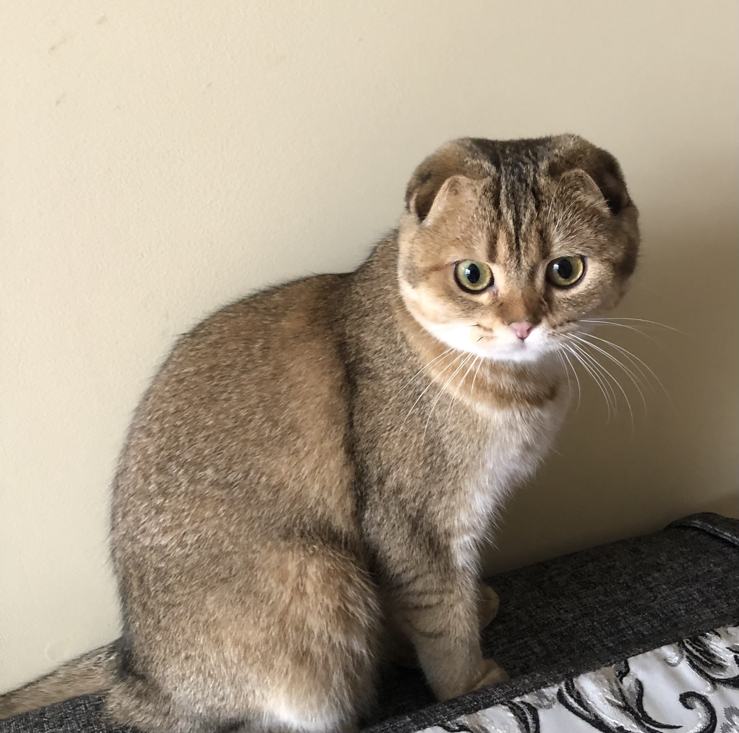 Bonita Lakshmi Jeremy