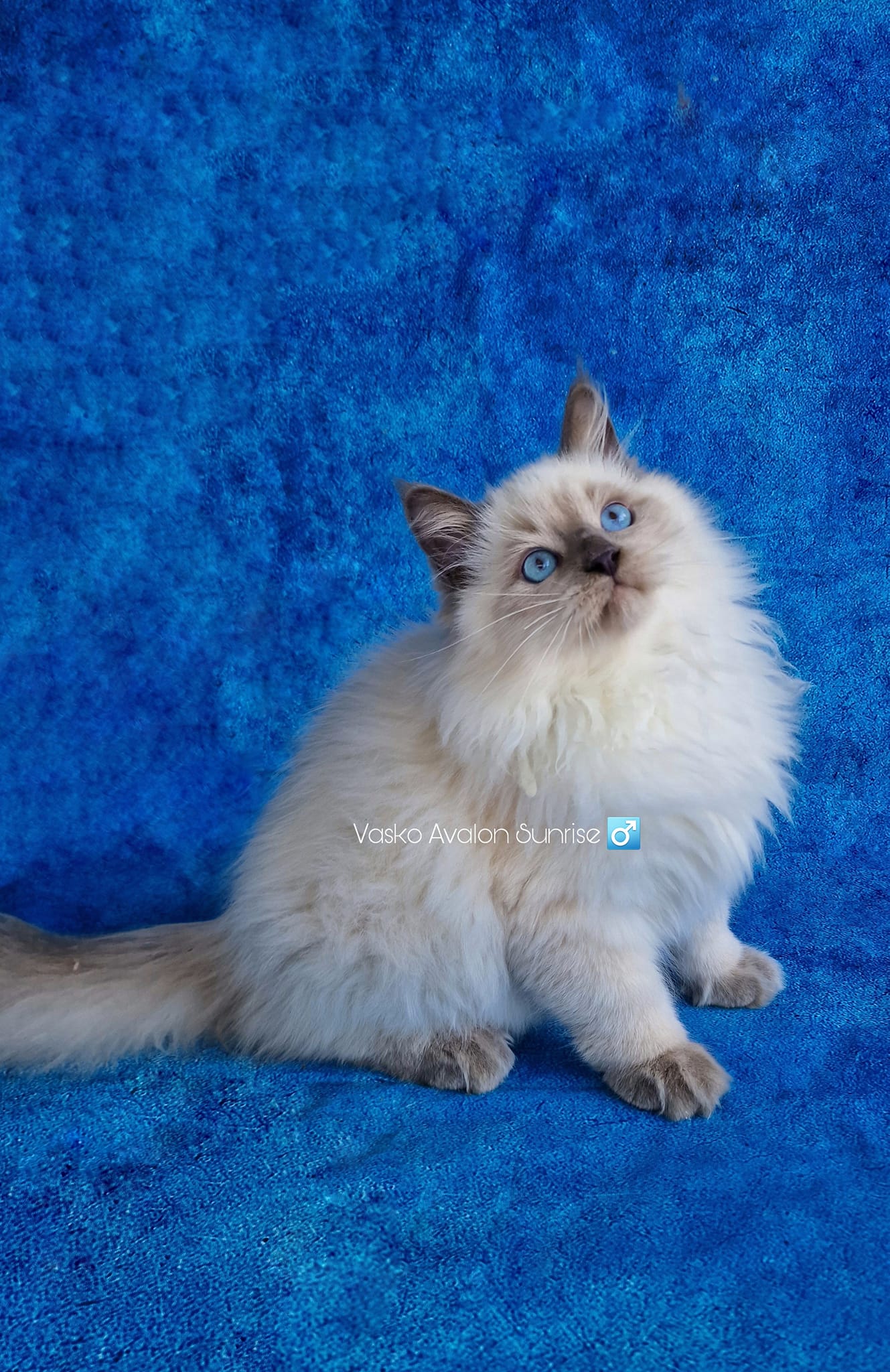 Vasko Avalon Sunrise