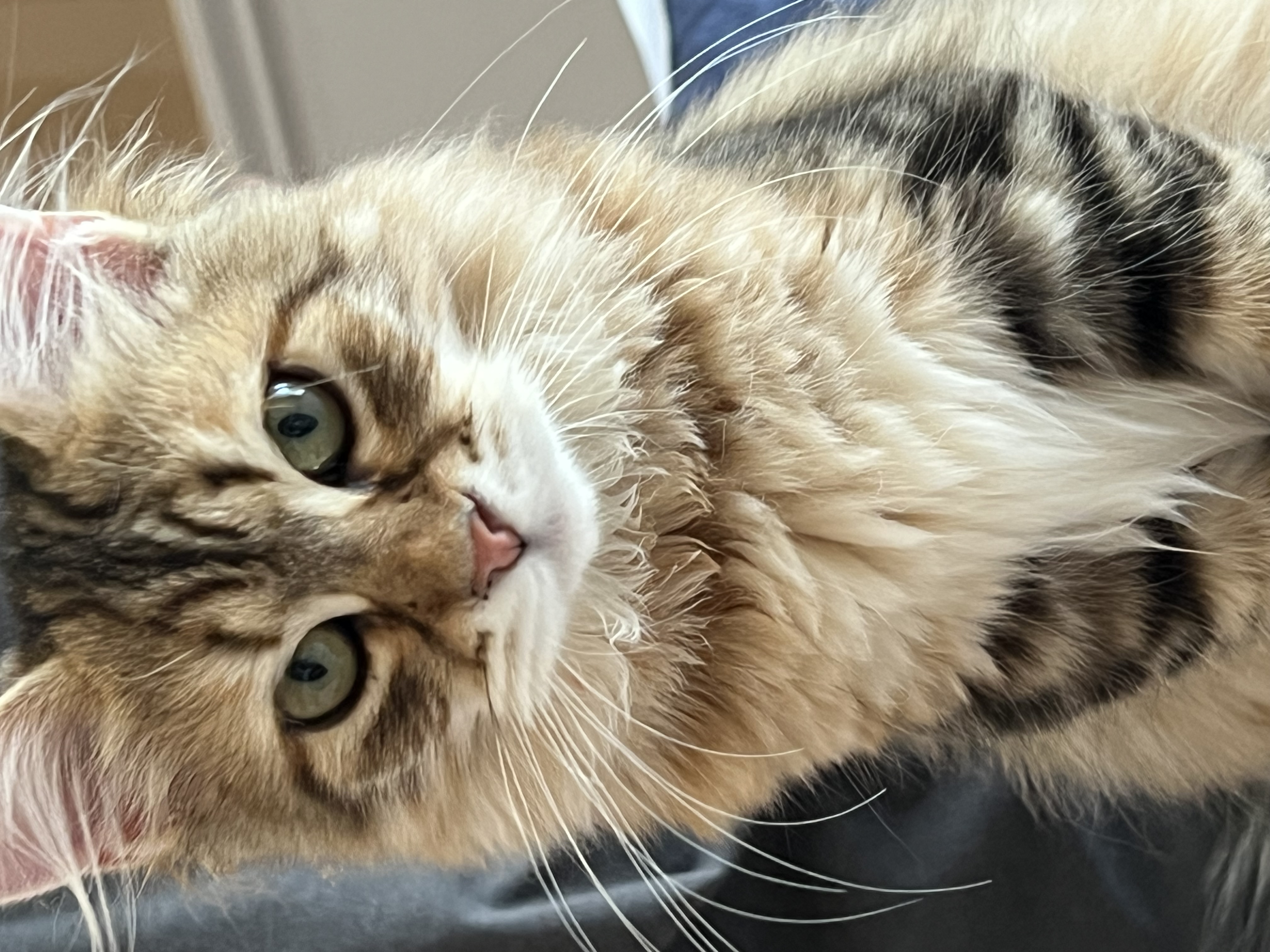 Permata Anatoly Morgan