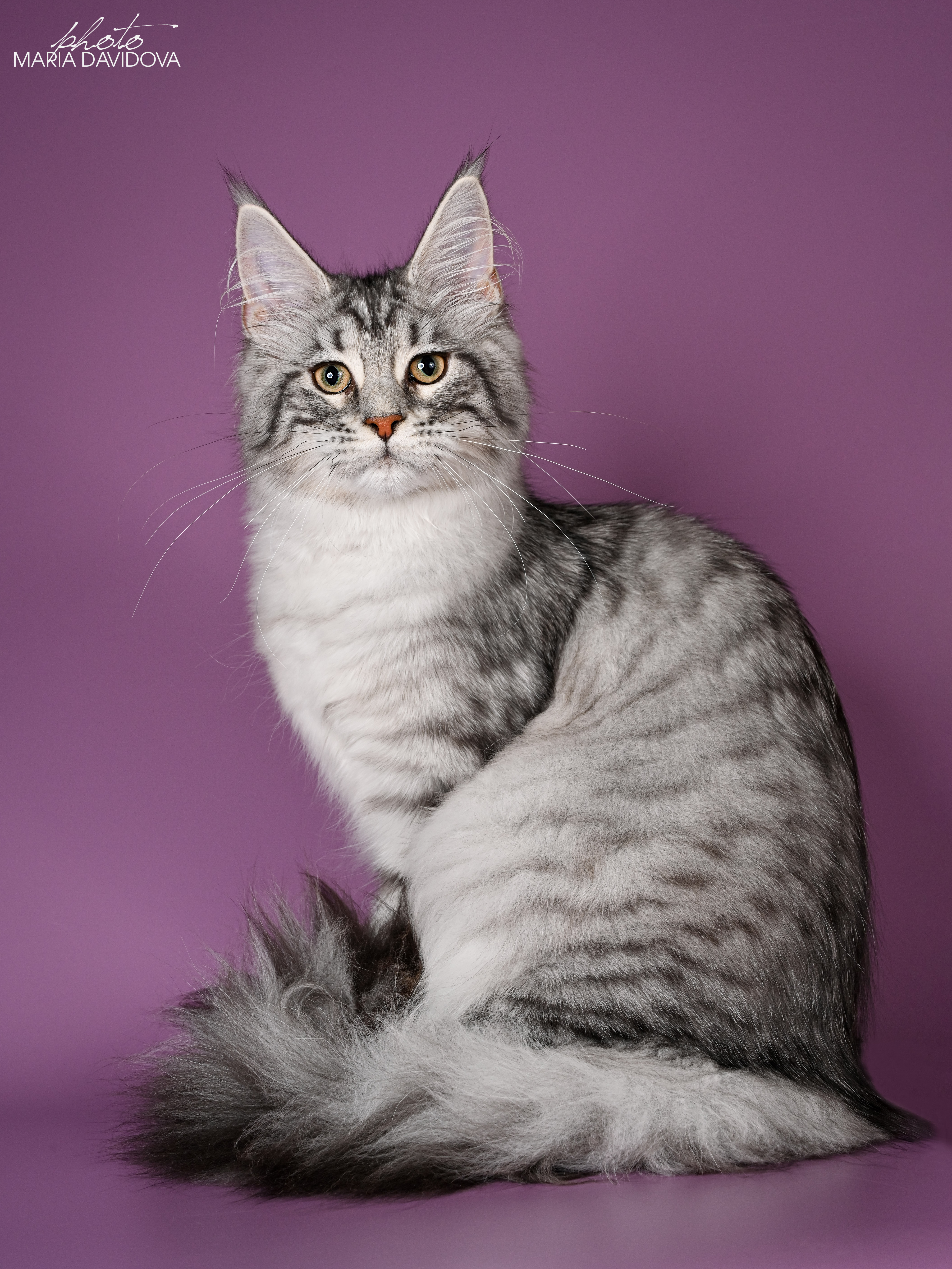 Albena Tender Lynx Bulgaria