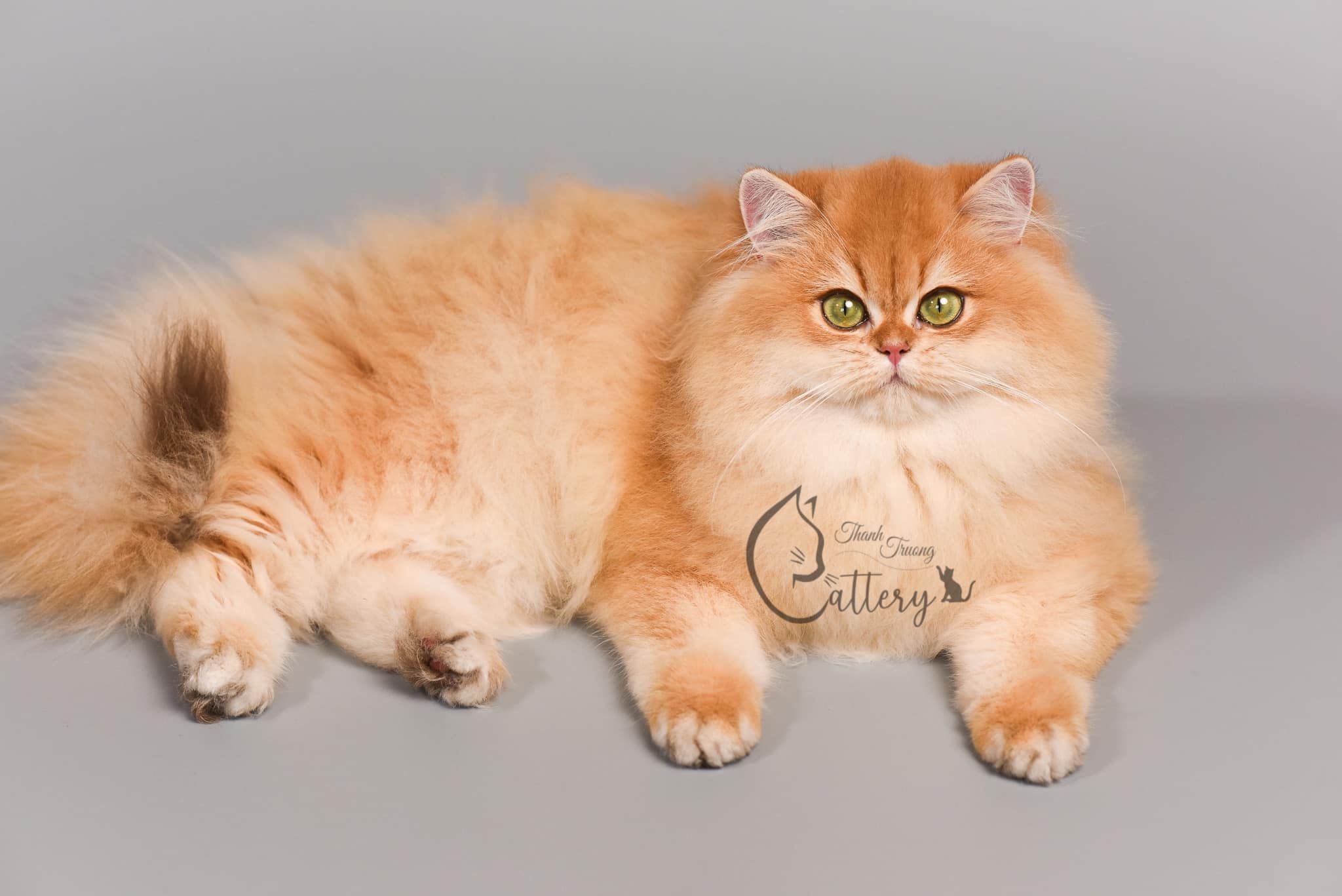 Galeksy's Golden Francesca