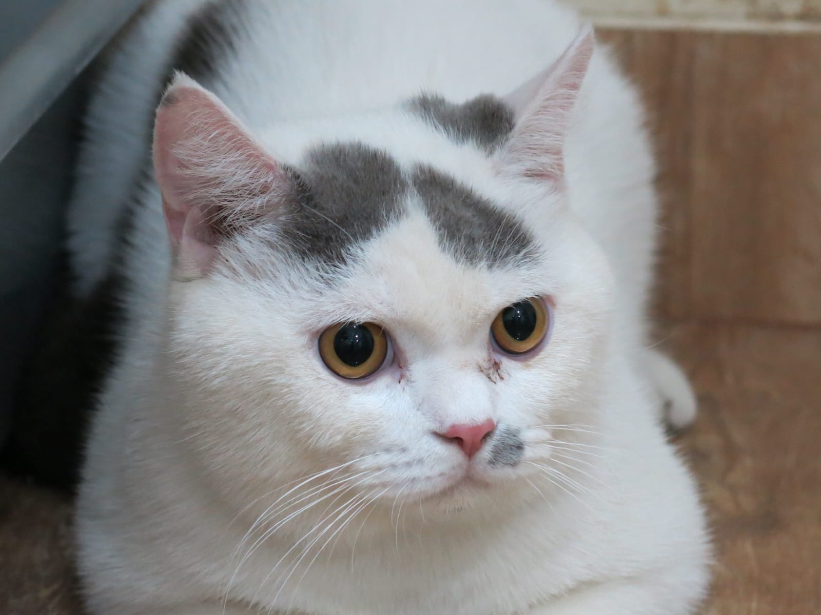 Bondang a cat called otto