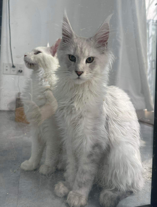 Shadedkitty Lord Chellanger*PL