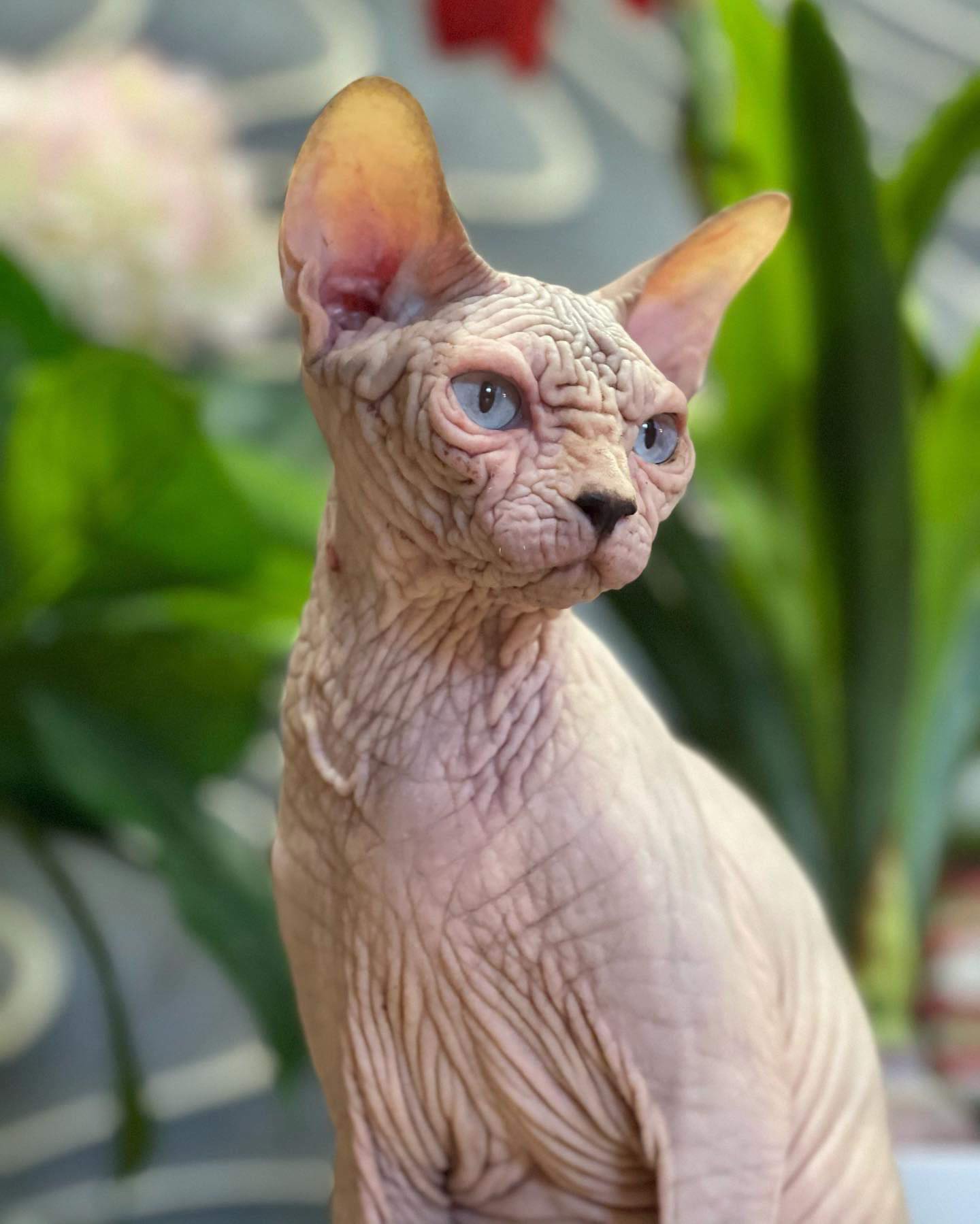 Golden Cat T Yummy