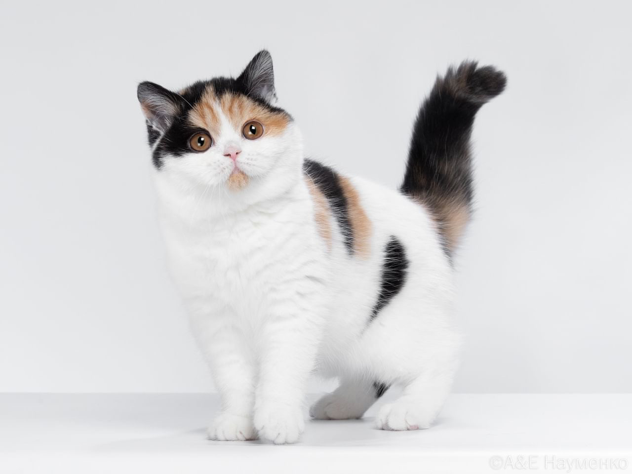 KCH. Zowie Modus Vivendi