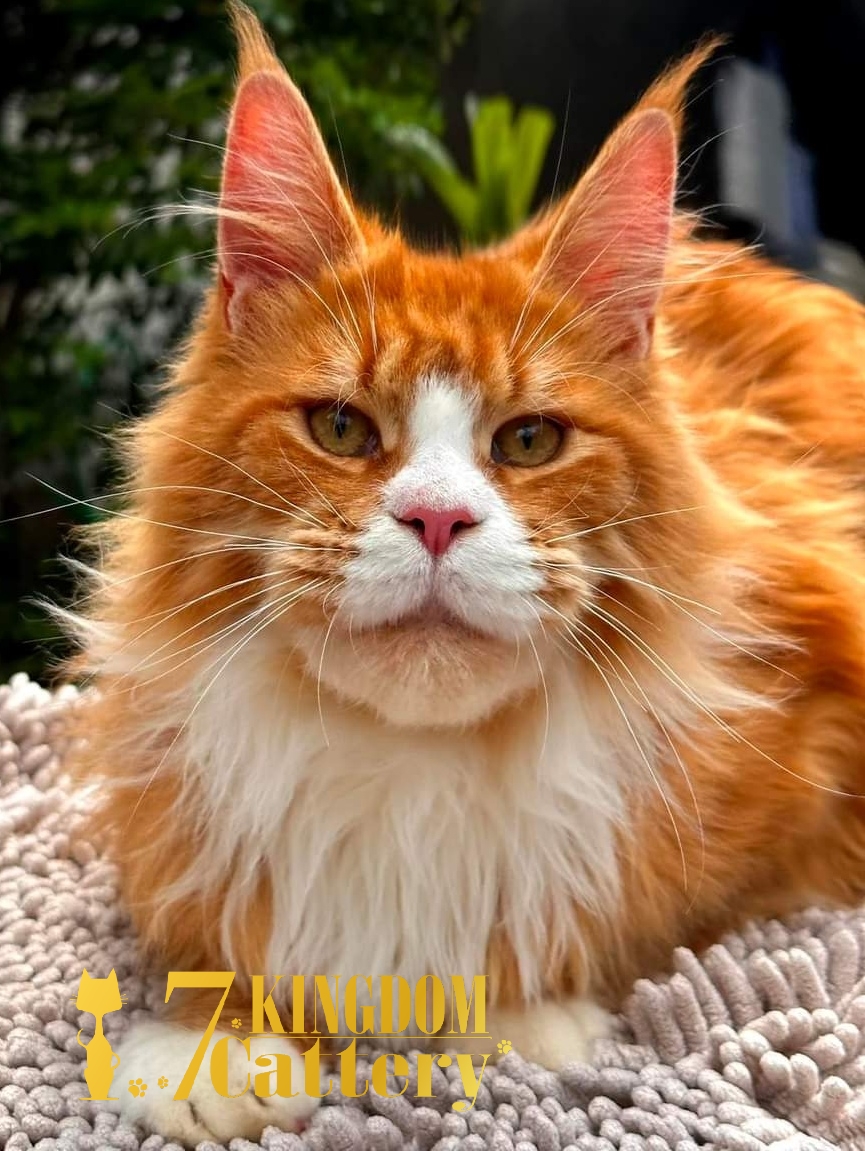 CH. Yamakasi Kari Ochi