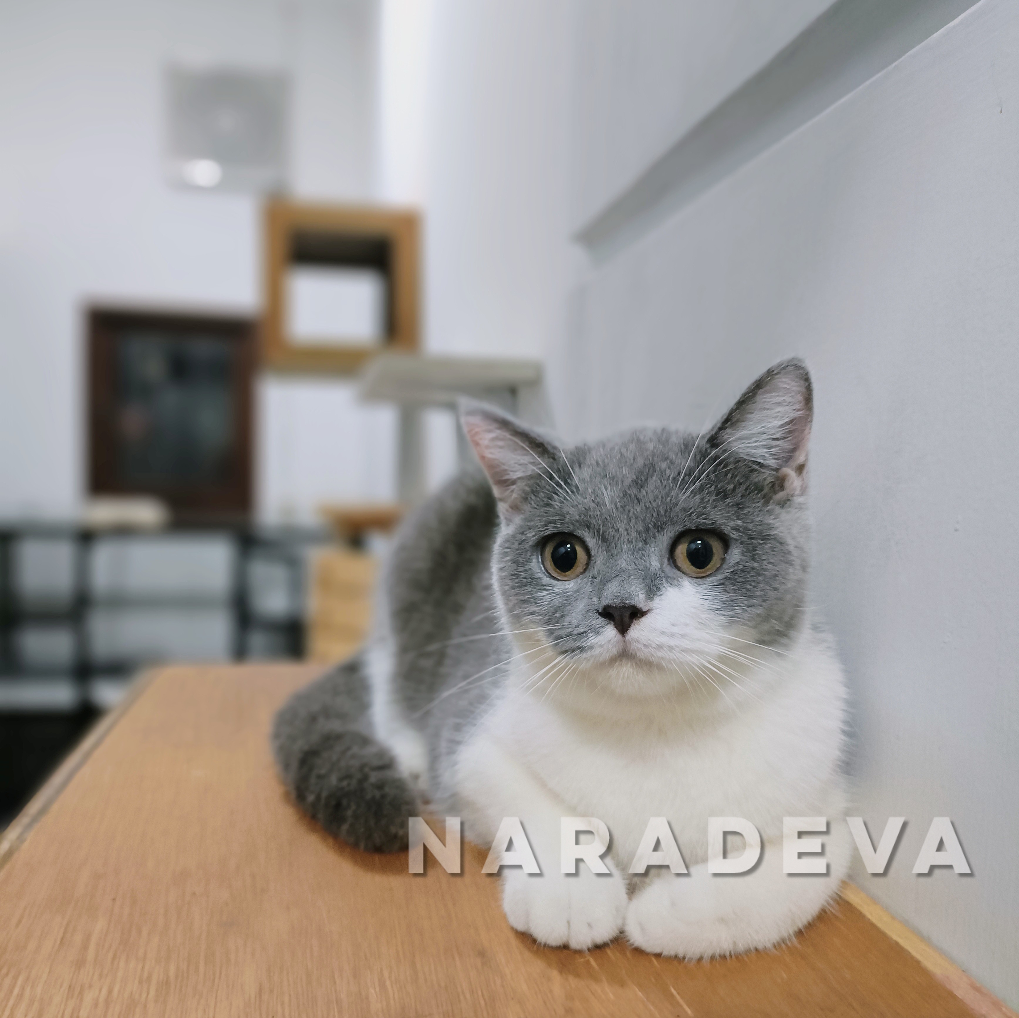 AmanniCats Marie Antoinette