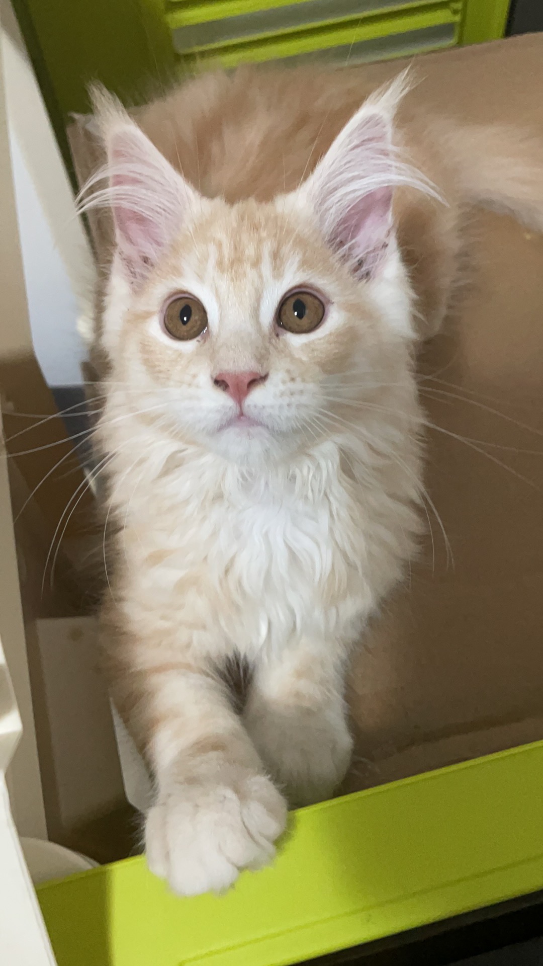 IT*LE NEVI DI CHOMOLUNGMA LUNA*