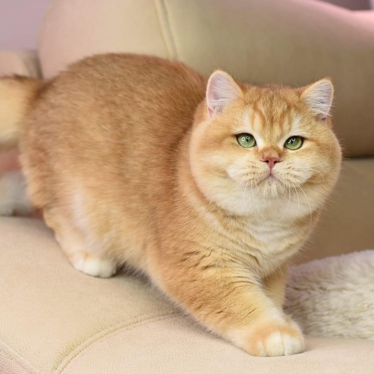 JCH. HARRY POTTER HOLYLAND (CHOCOBO)