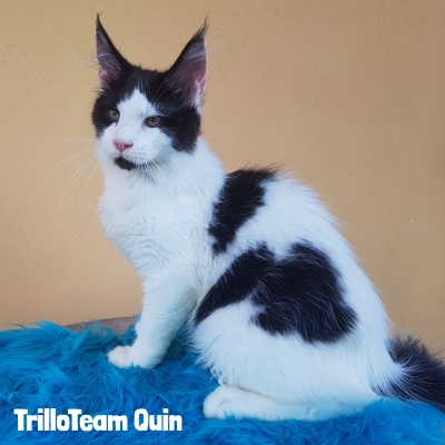 TrilloTeam Quin