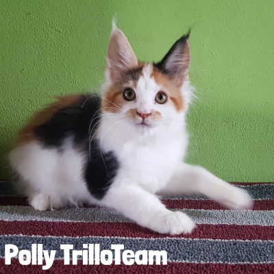 TrilloTeam Polly