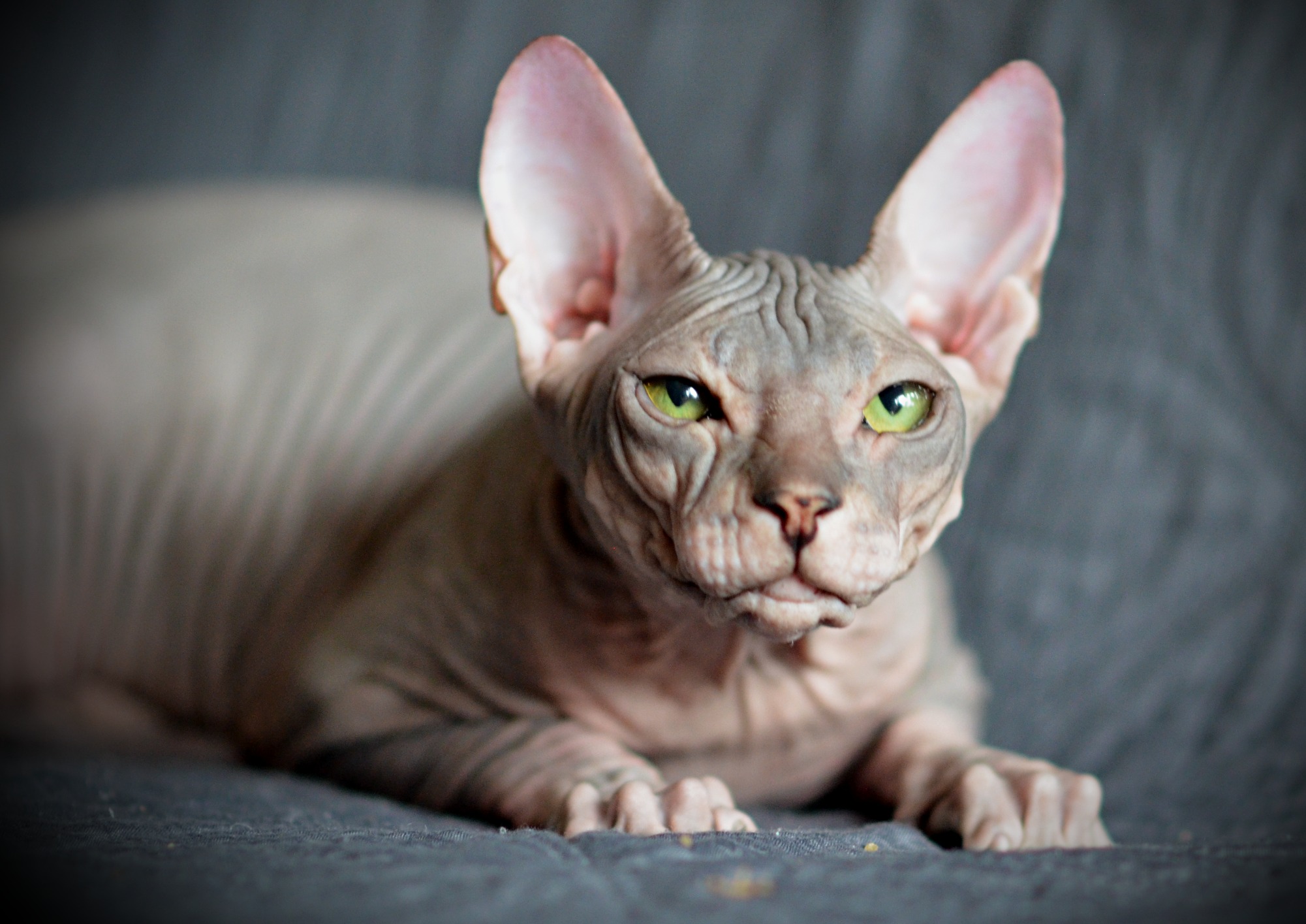 JCH. Yasmine Corona Atefa