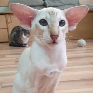 ICH. Fish Lair Pasifica Astismile