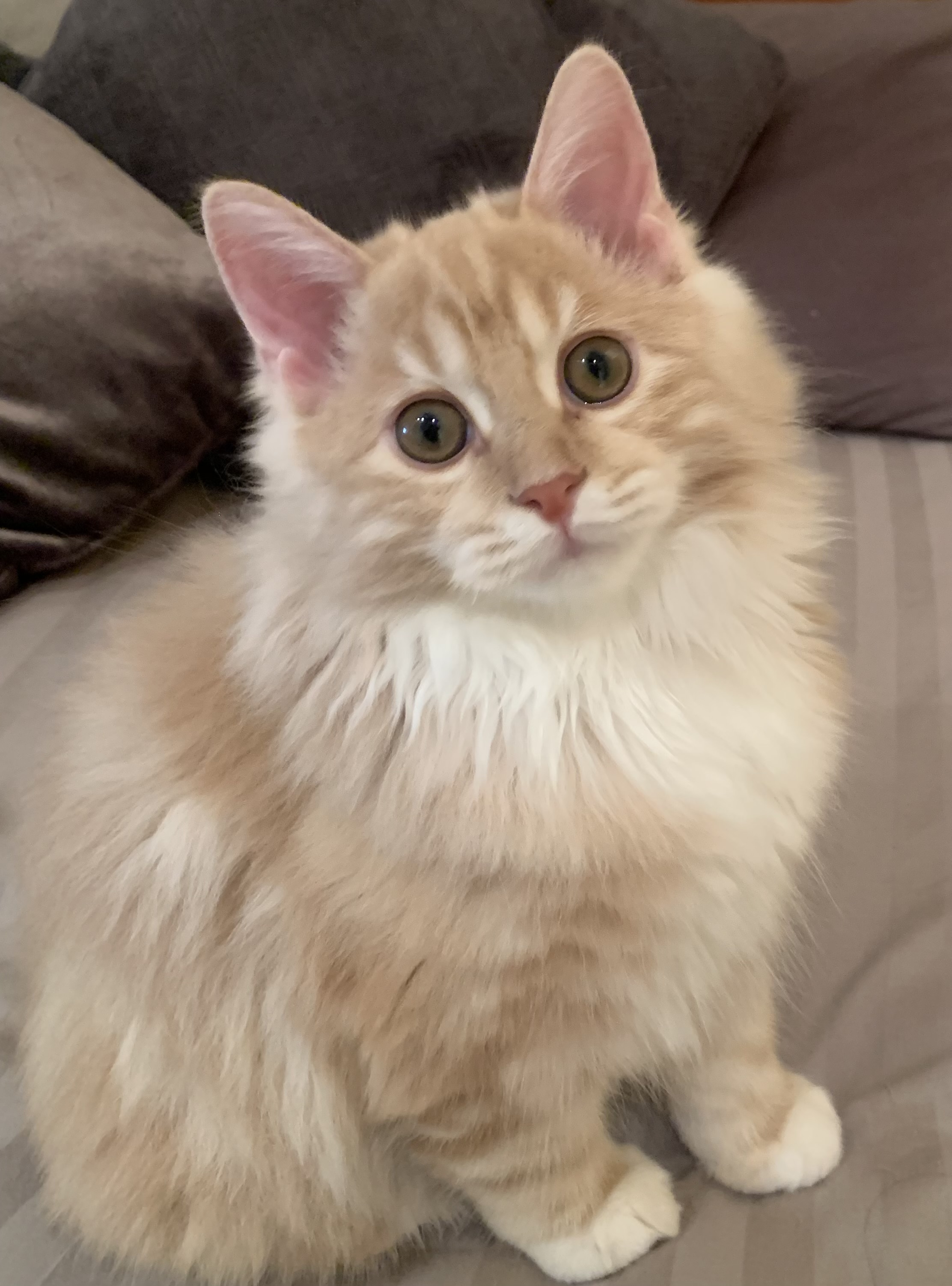 Biondo Brudik’s Art