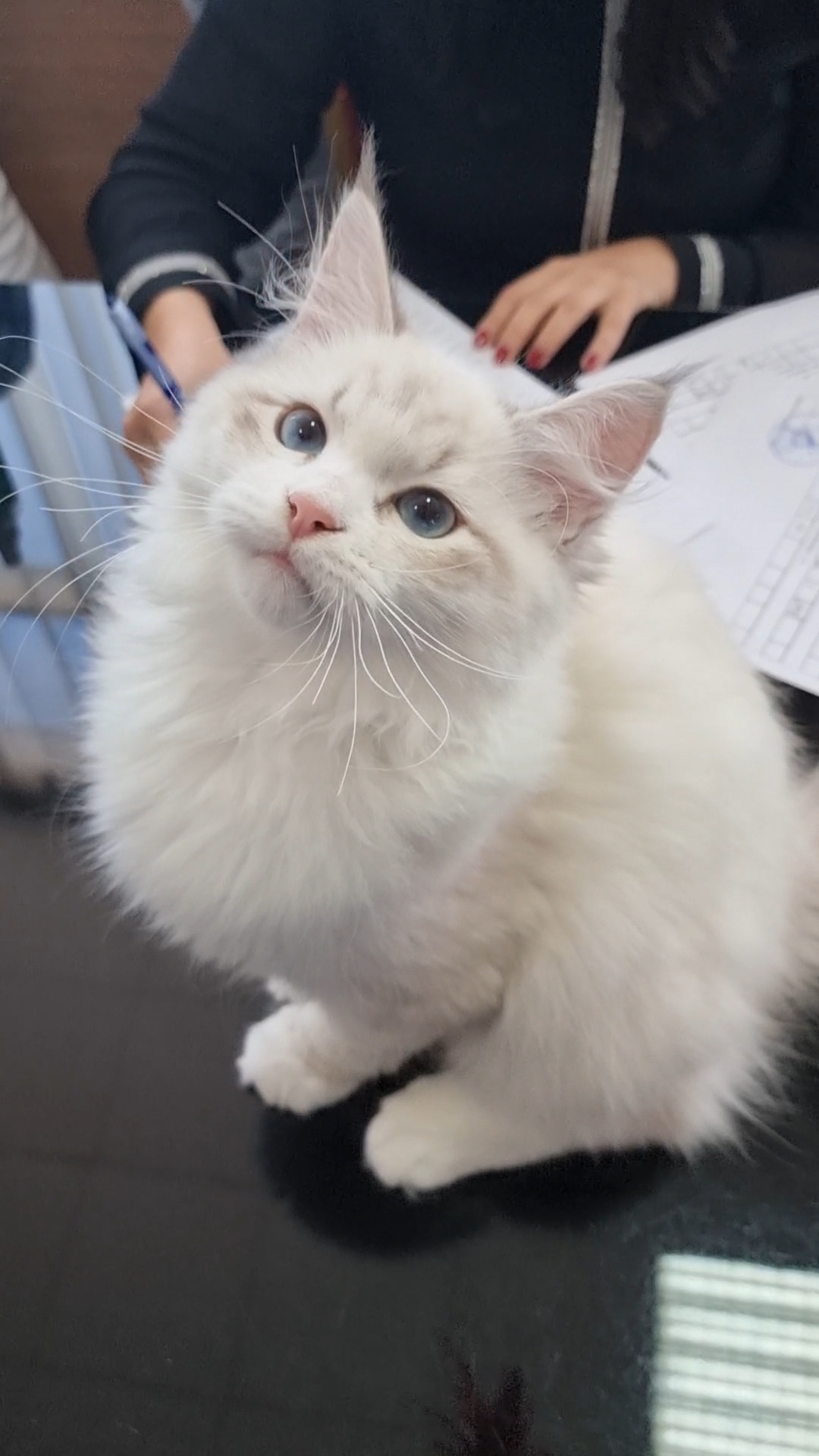 JCH. Narrel Vanavara