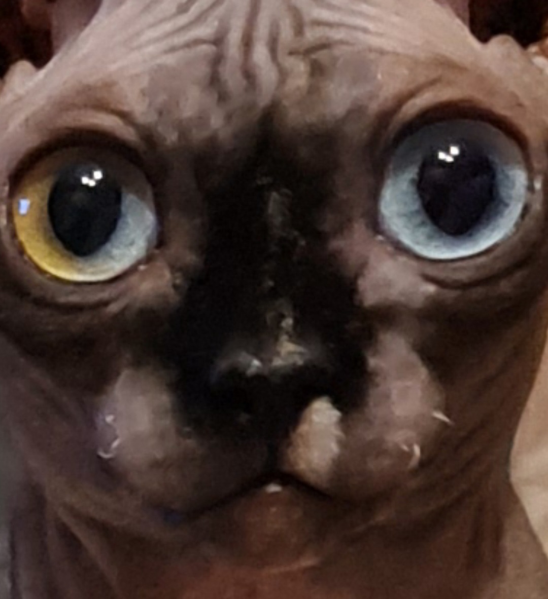 Rose Black My Sphynx*PL