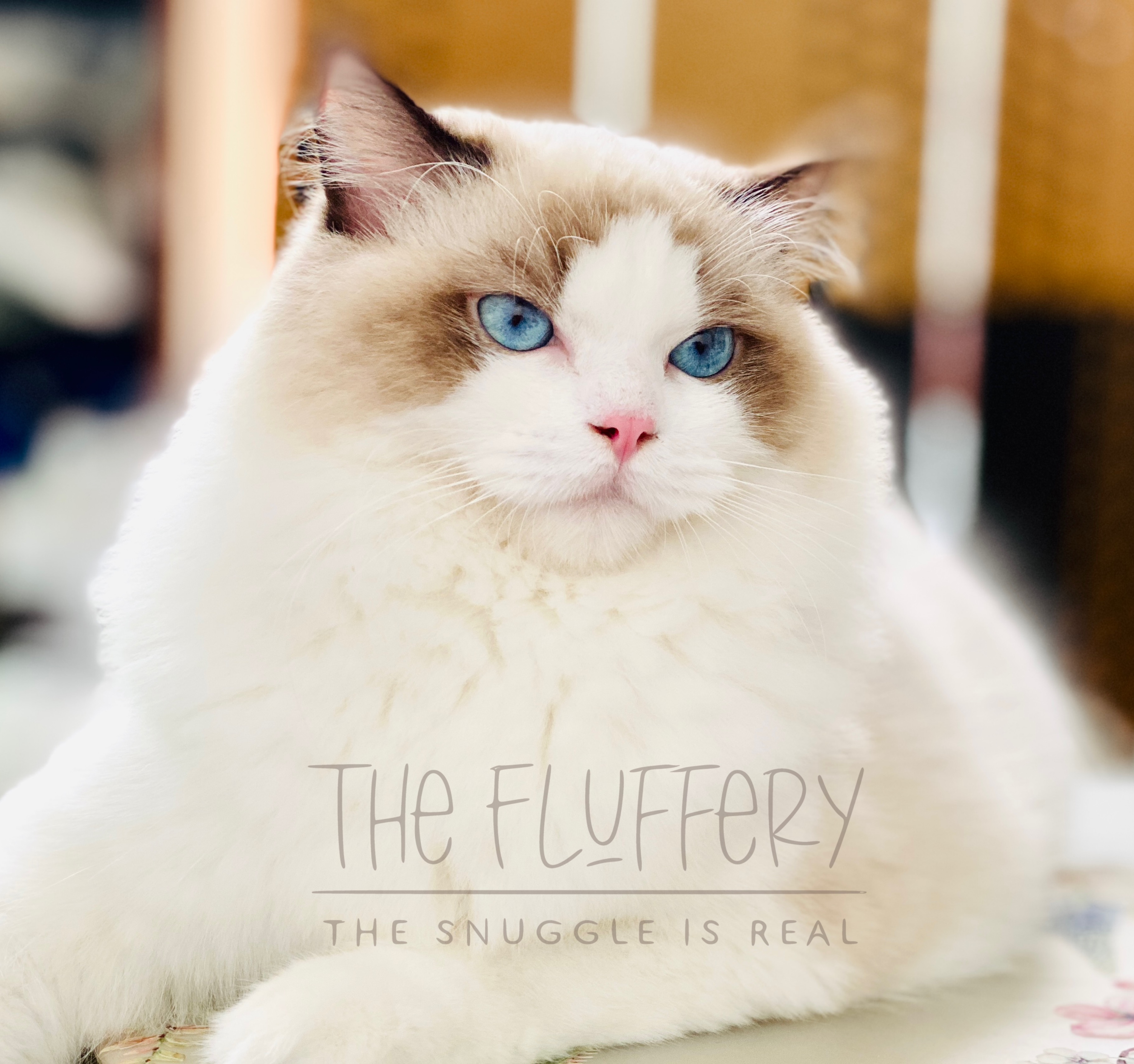 KCH. Evocative Aureate Skyler of The Fluffery