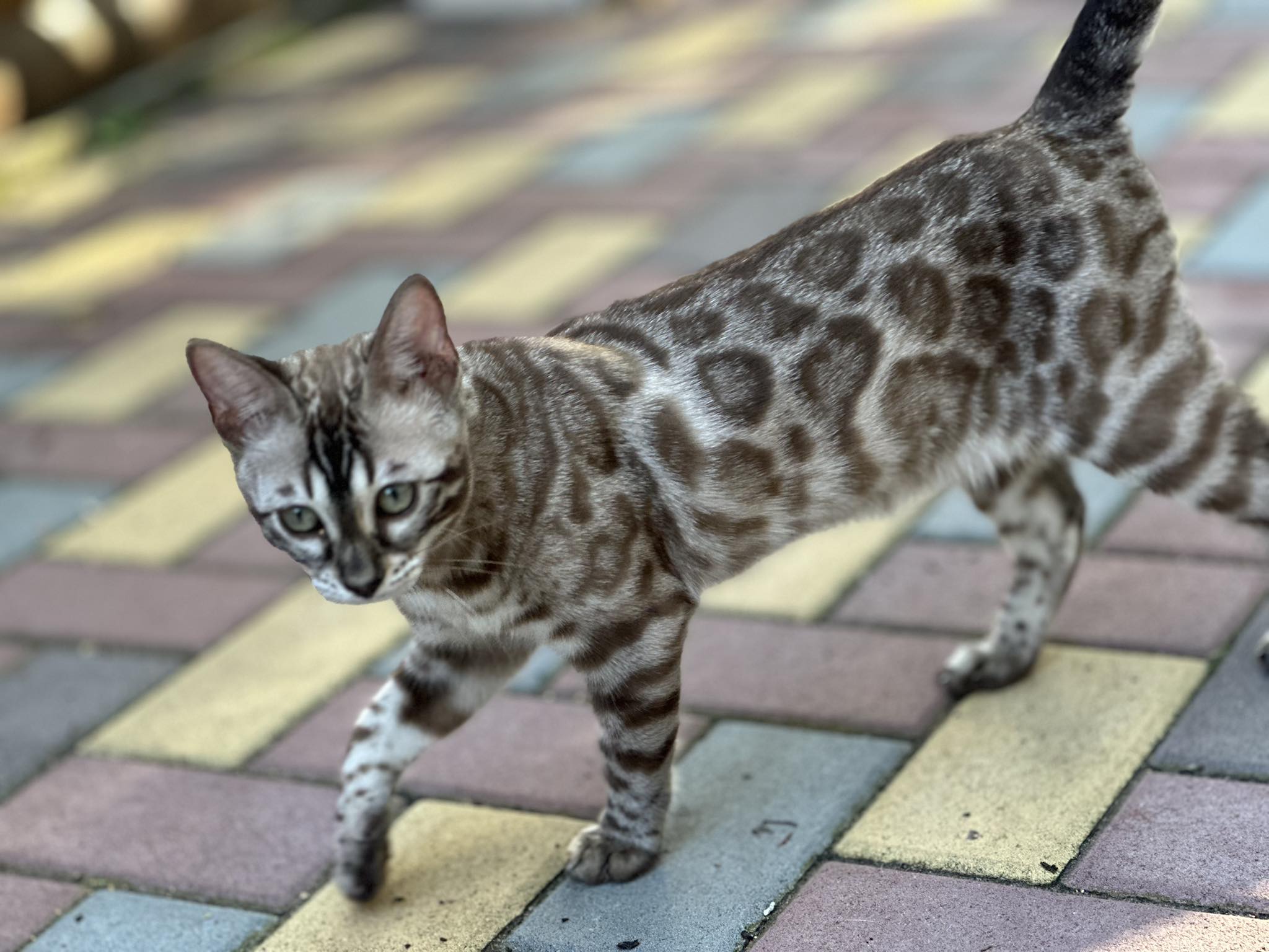 Roksolana Amazing Leopard