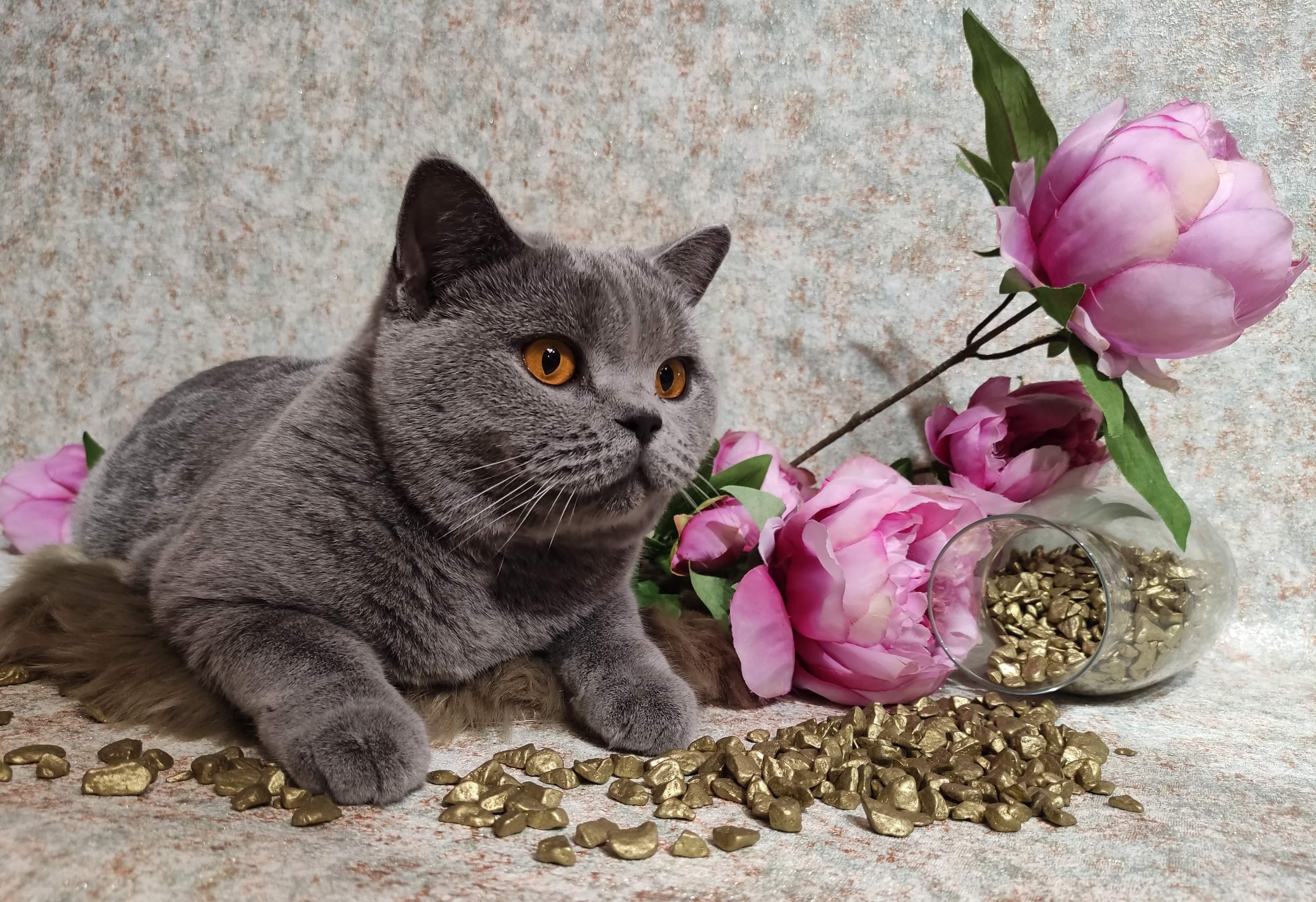 Xenia Empire of Cat ﹡RU