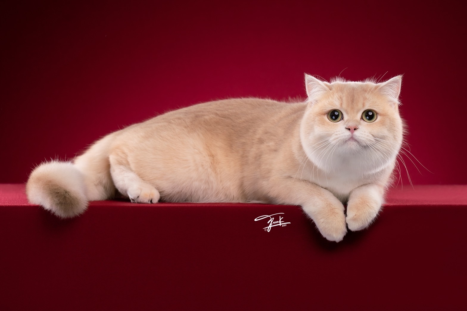 CH. Fiona Yumiko BriGolden-Price
