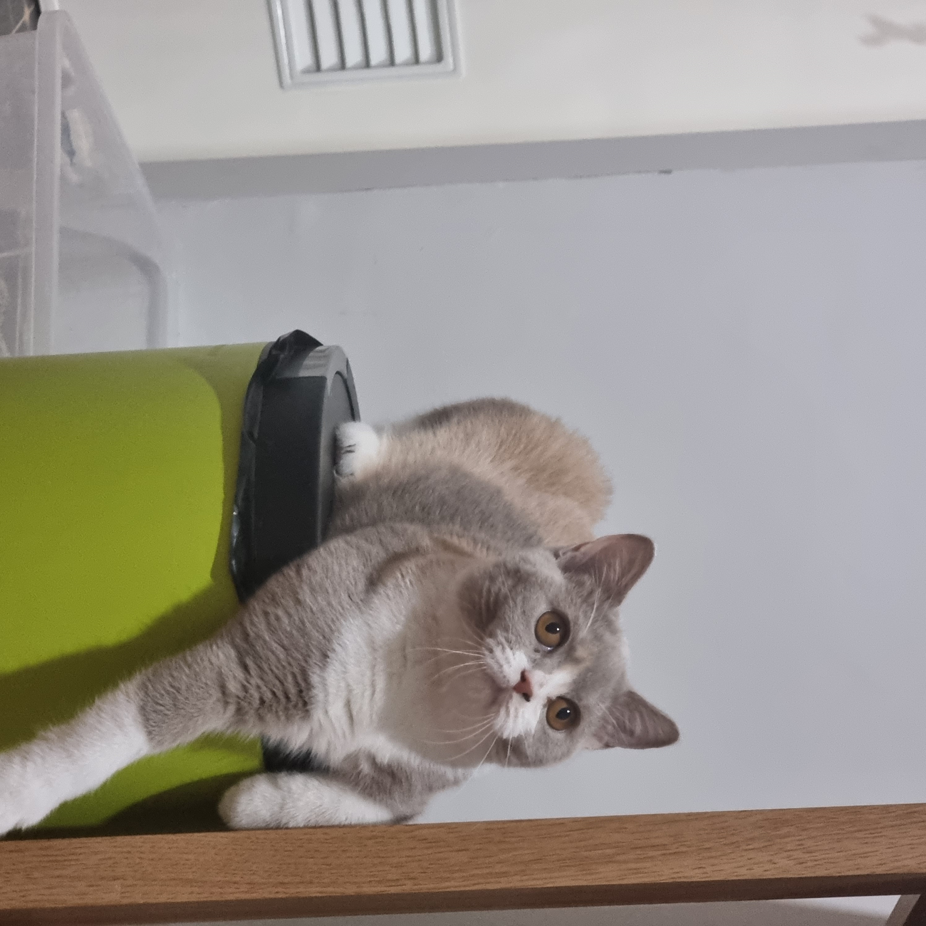 Chocollazo Hj Miracle