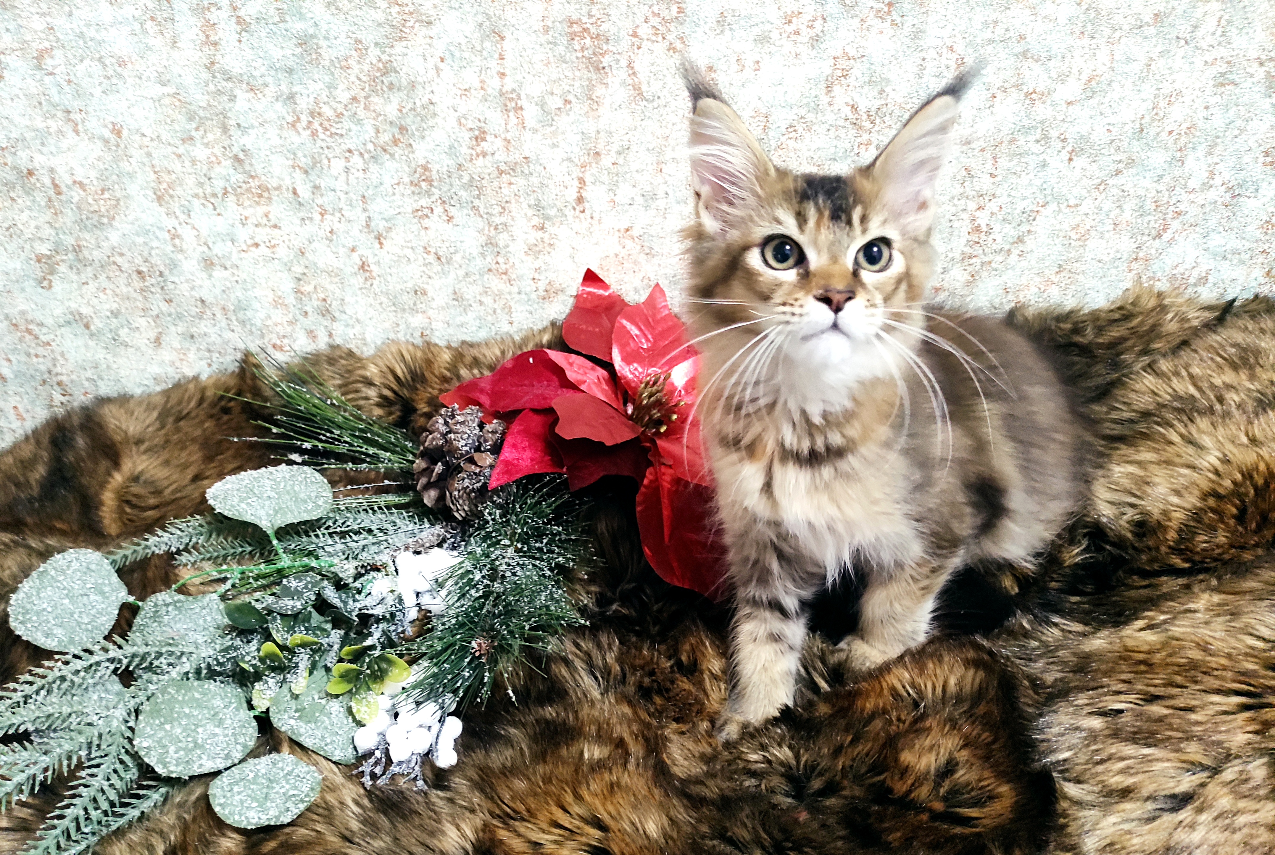 Wild Charm Sierra Nevada