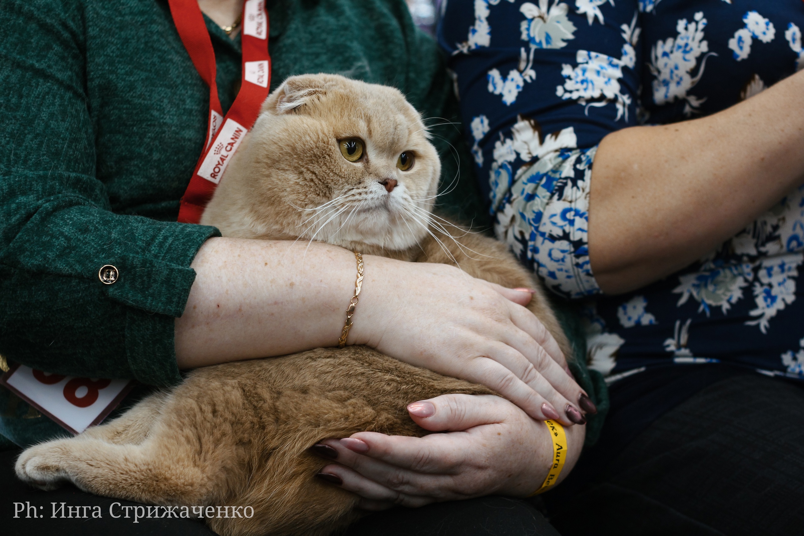 CH. Ulrik Aurinko * FIN