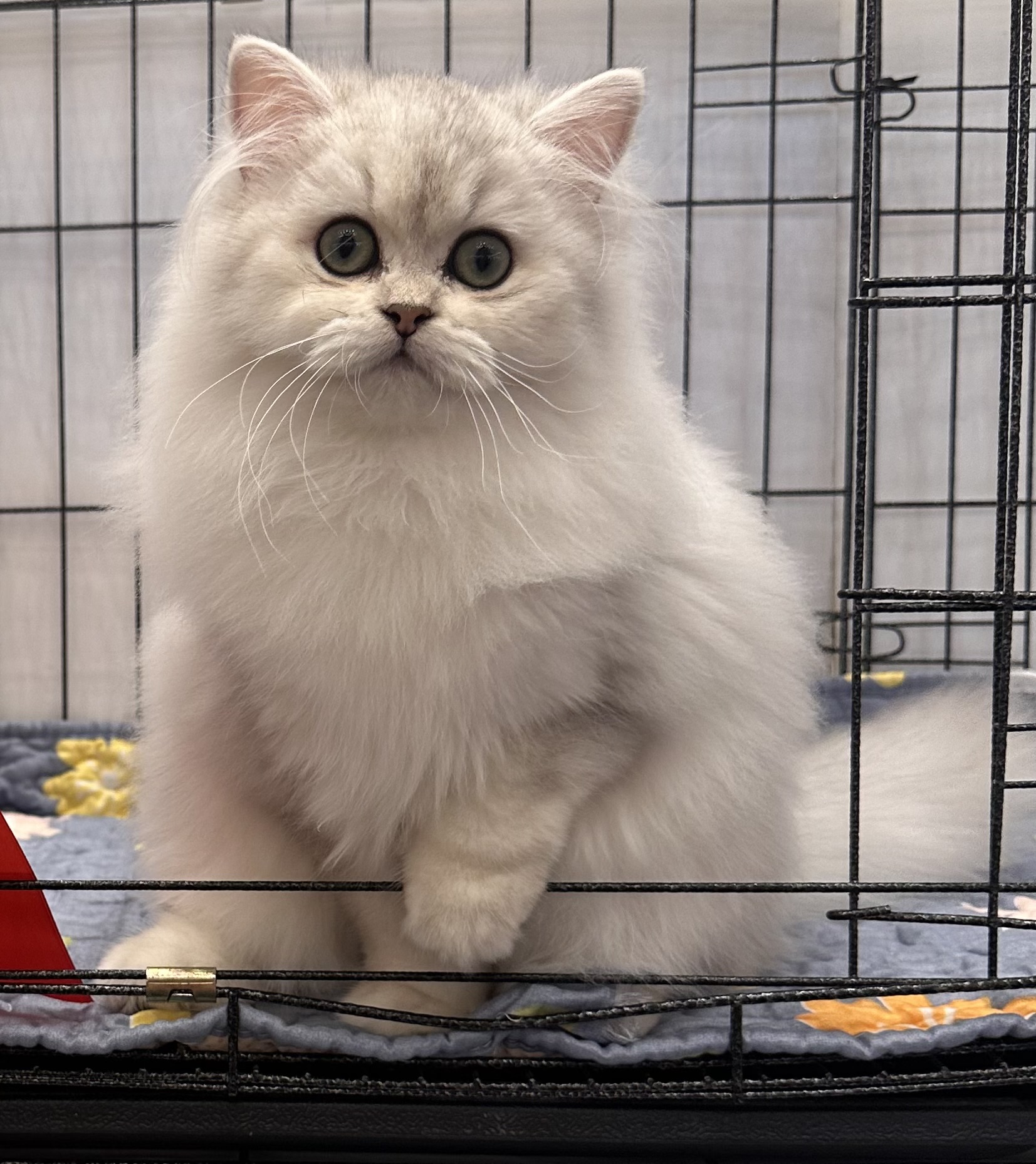 Yun Fluffy Cottage My Chika